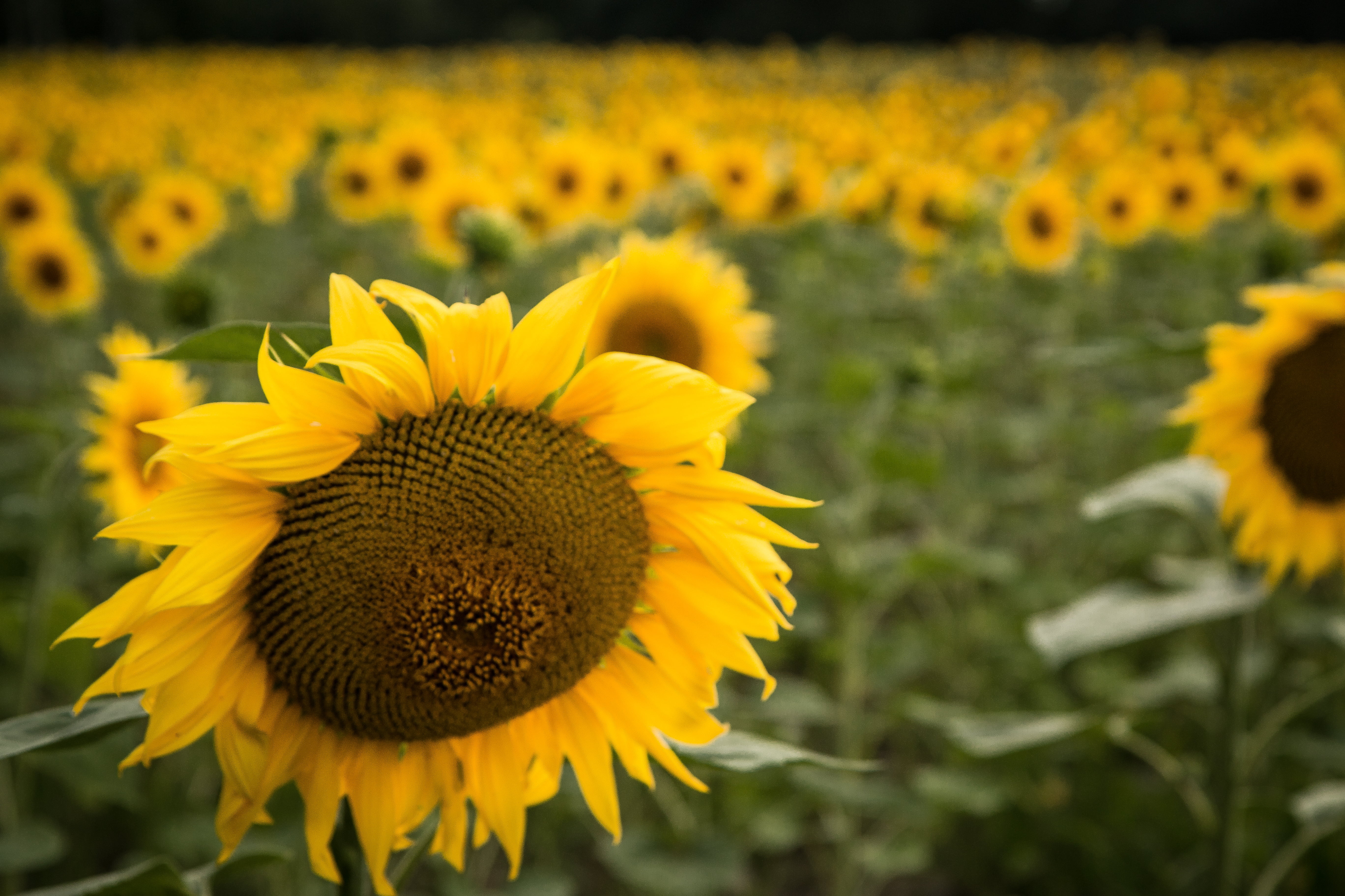 nature, agriculture, plant, field, selective, flower, Sunflower, Sunflowers, sky, outdoors, france, photo, summer, rural Scene, farm, 5K, yellow, HD Wallpaper