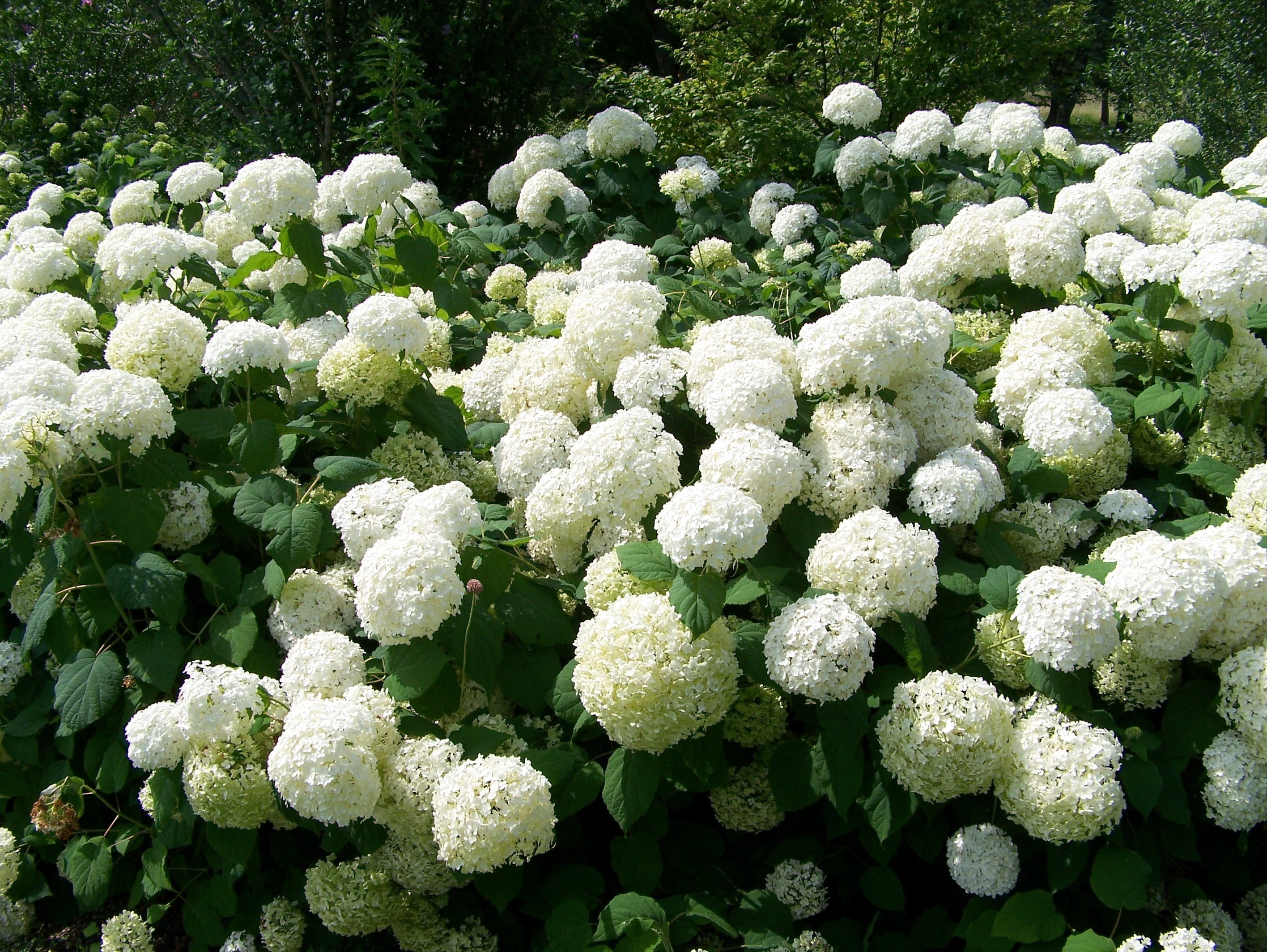 no people, food, cauliflower, outdoors, day, vegetable, Flowers, land, vulnerability, summer, hydrangea, food and drink, fragility, freshness, Snowball, HD Wallpaper