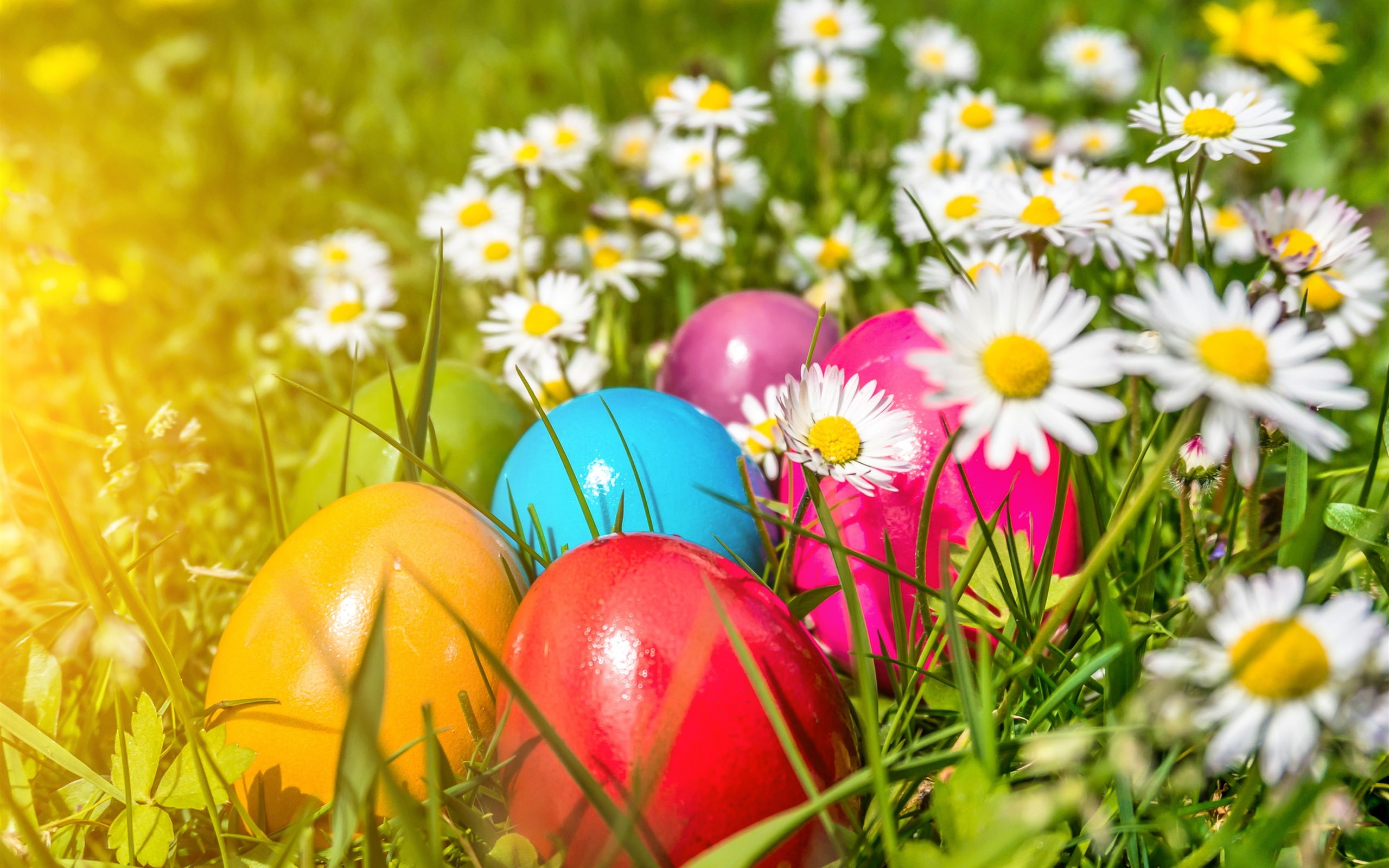 Flowers, 2K, Eggs, Daisies, Easter, Colorful, HD Wallpaper