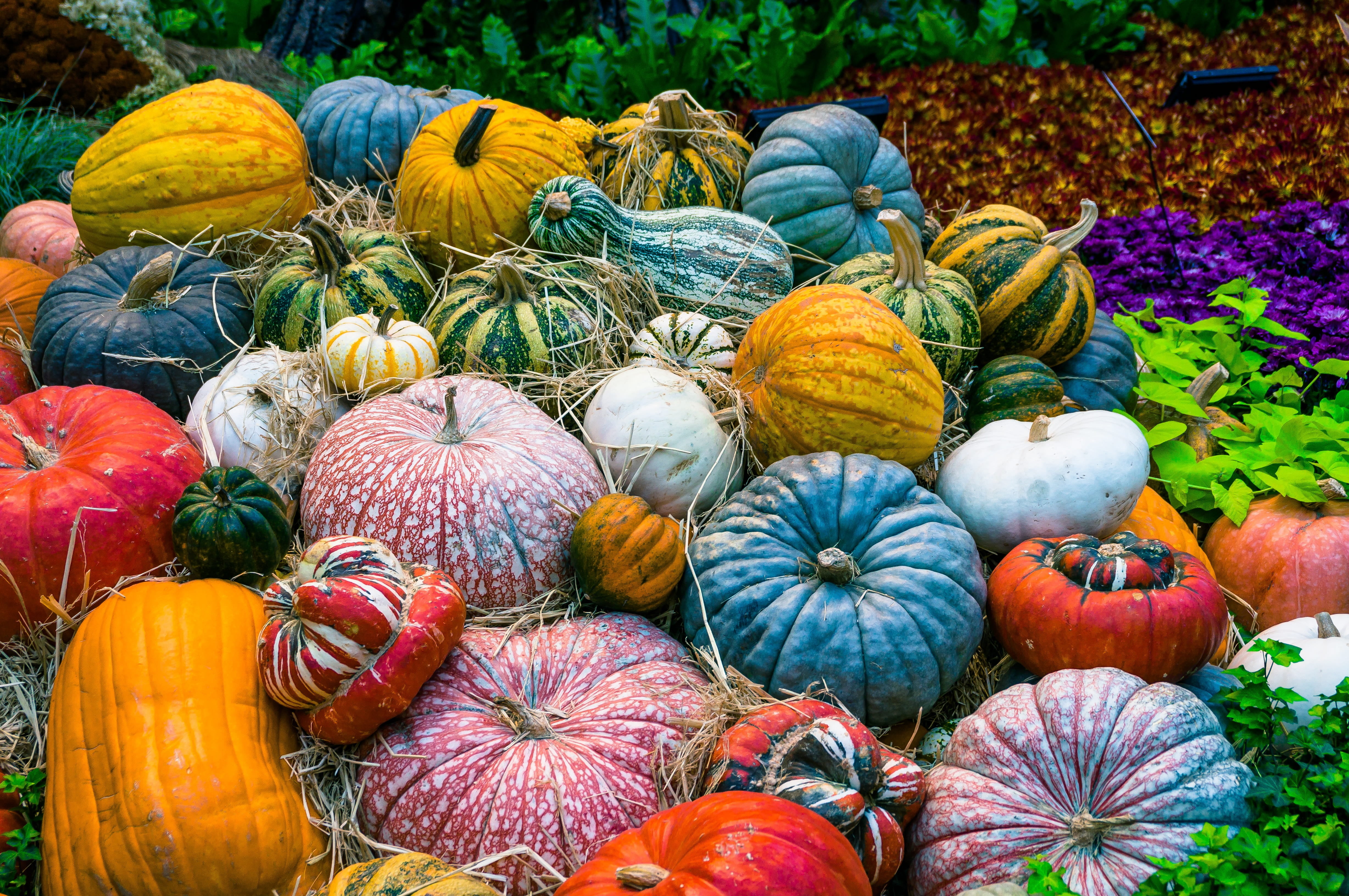 vegetable garden, vetegarianskij, healthy, decor, choice, agriculture, dacha, vegetarian, nature, ripe, outdoors, elitexpo, 4K, variation, halloween, wellbeing, HD Wallpaper