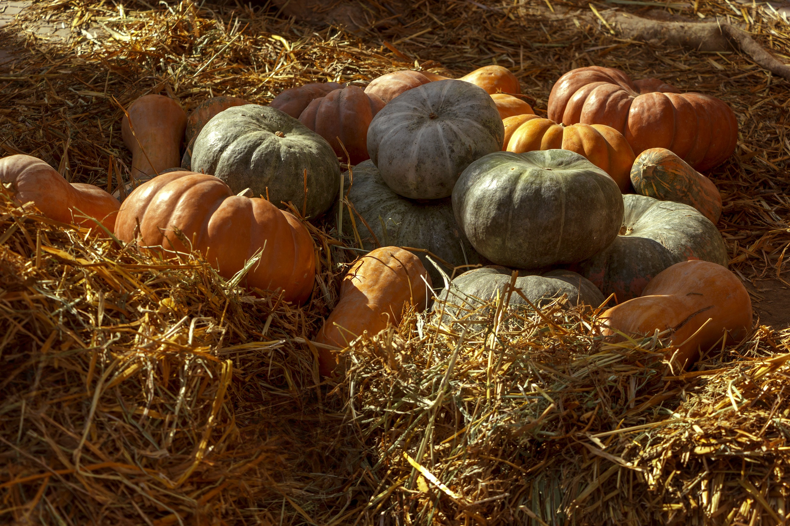 pumpkin, hay, land, harvest, 2K, vegetables, food, vegetable garden, autumn, medium group of objects, healthy eating, day, freshness, bright, straw, wellbeing, HD Wallpaper