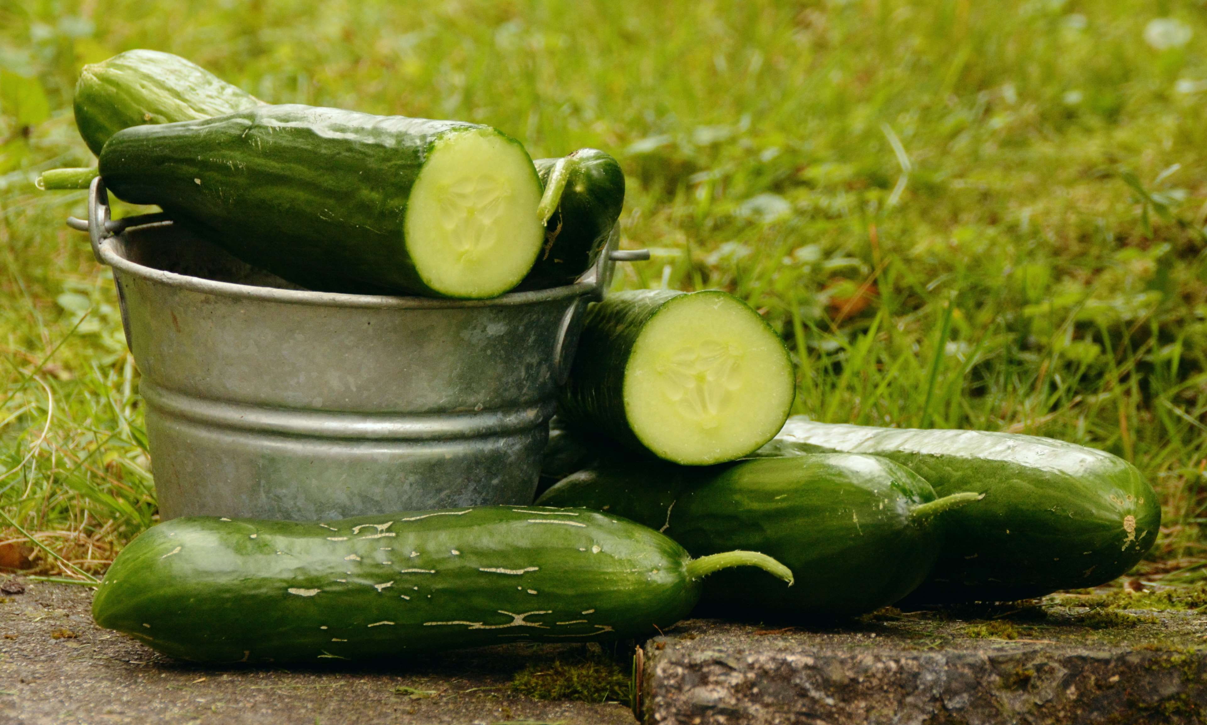cucumbers, freshness, frisch, zucchini, self catering, container, nature, bio, organic, vegetable, close-up, wellbeing, garden, no people, still life, grass, HD Wallpaper