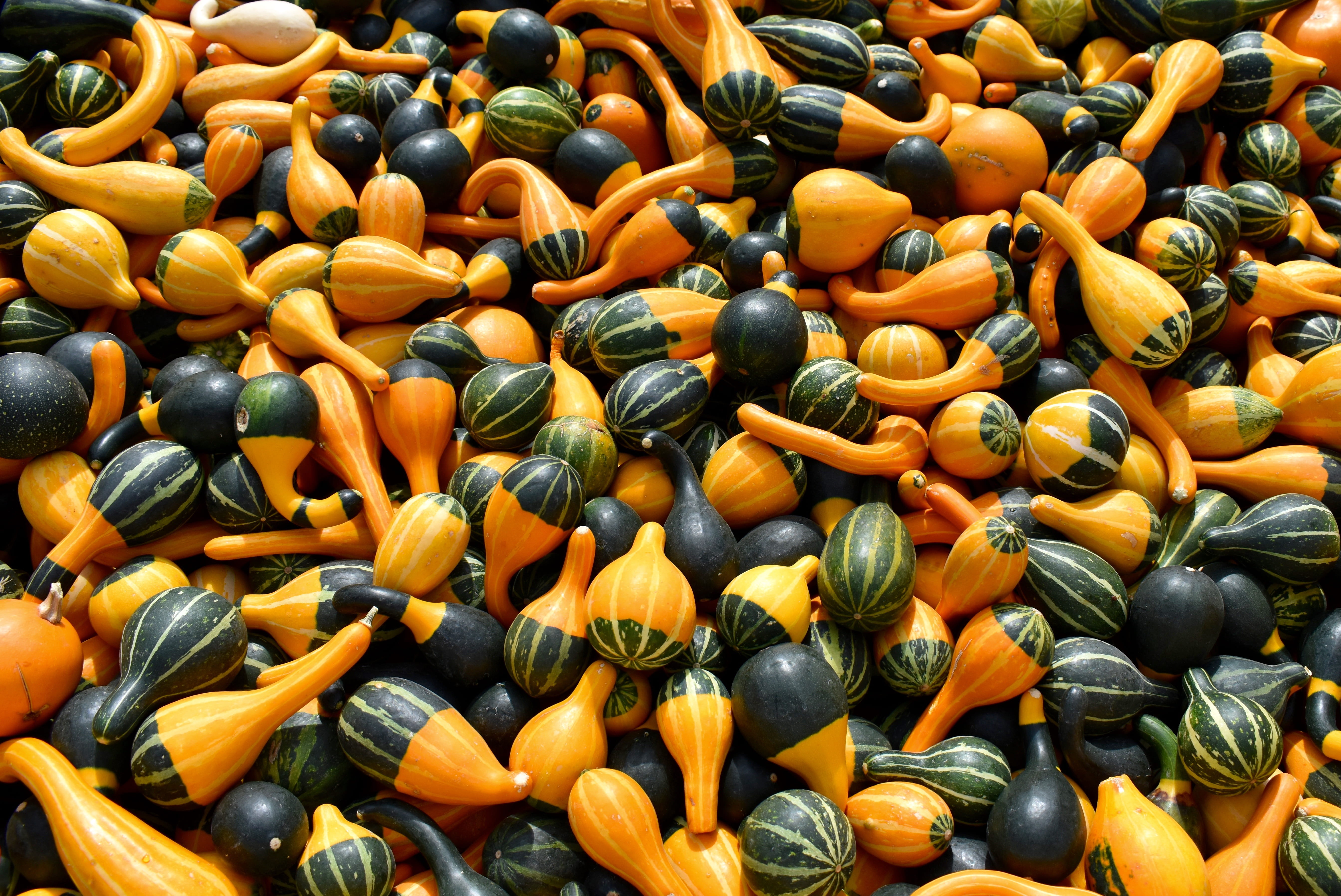 harvest, traditional, season, holiday, pumpkin, nature, fresh, orange, no people, for sale, festival, round, food and drink, colorful, orange color, decoration, HD Wallpaper