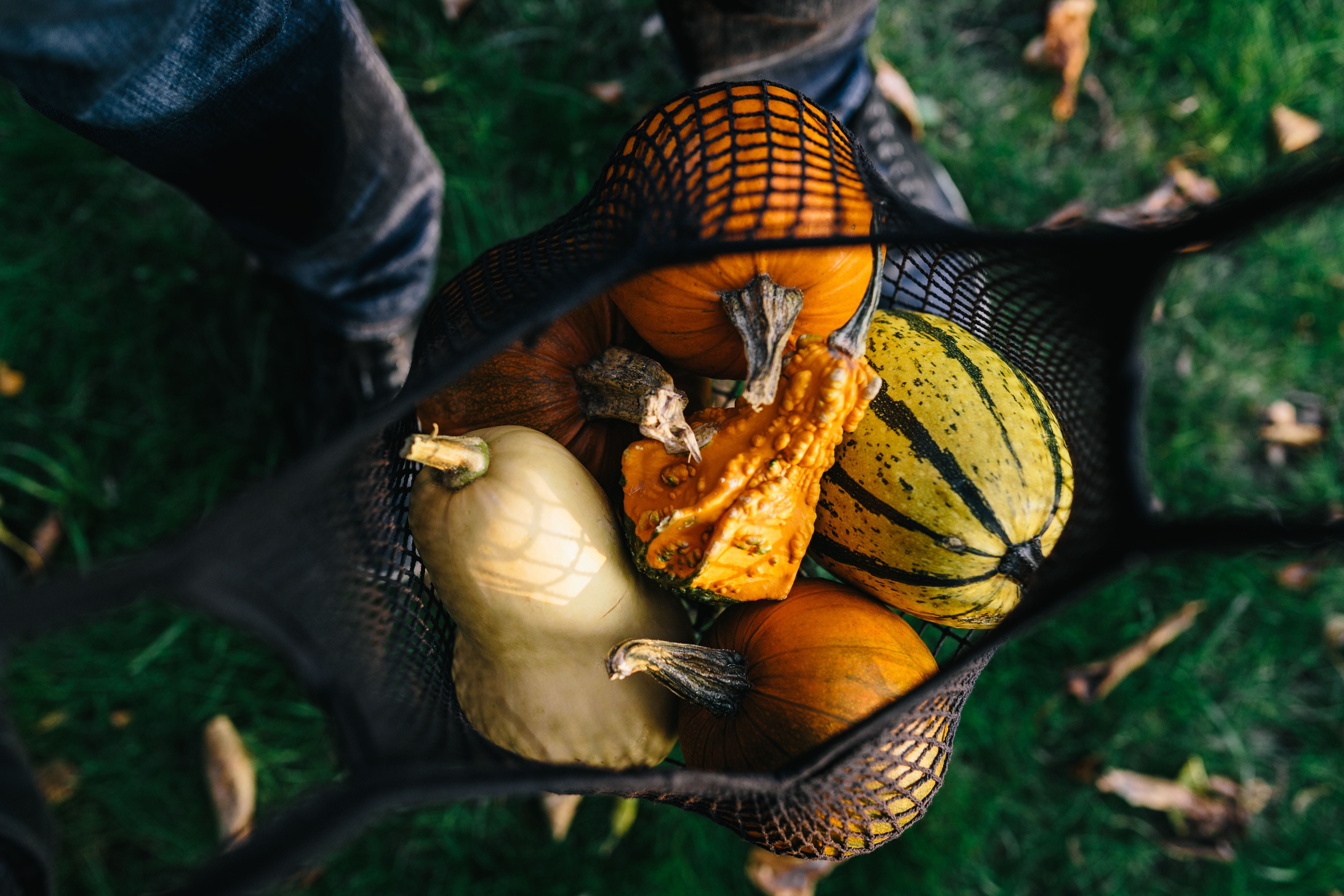 healthy, health, day, one animal, november, holding, halloween, land, pumpkin, field, nature, vegetable, animals in the wild, october, people, autumn, 5K, HD Wallpaper