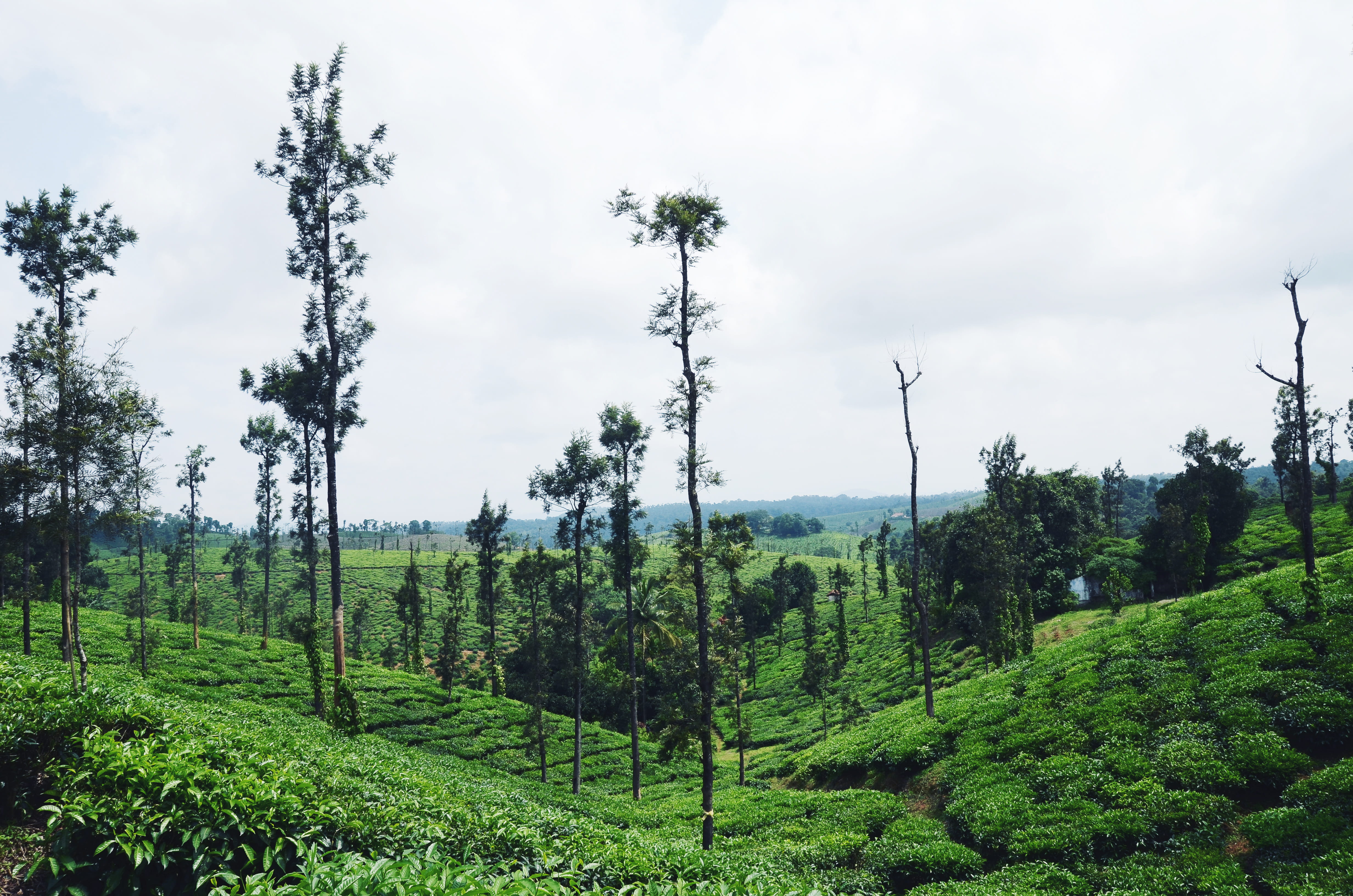 leaves, lost, coorg, plantations, green, environment, land, scenics - nature, no people, landscape, leaf, 4K, nature, tranquility, rural scene, tea, explore, HD Wallpaper