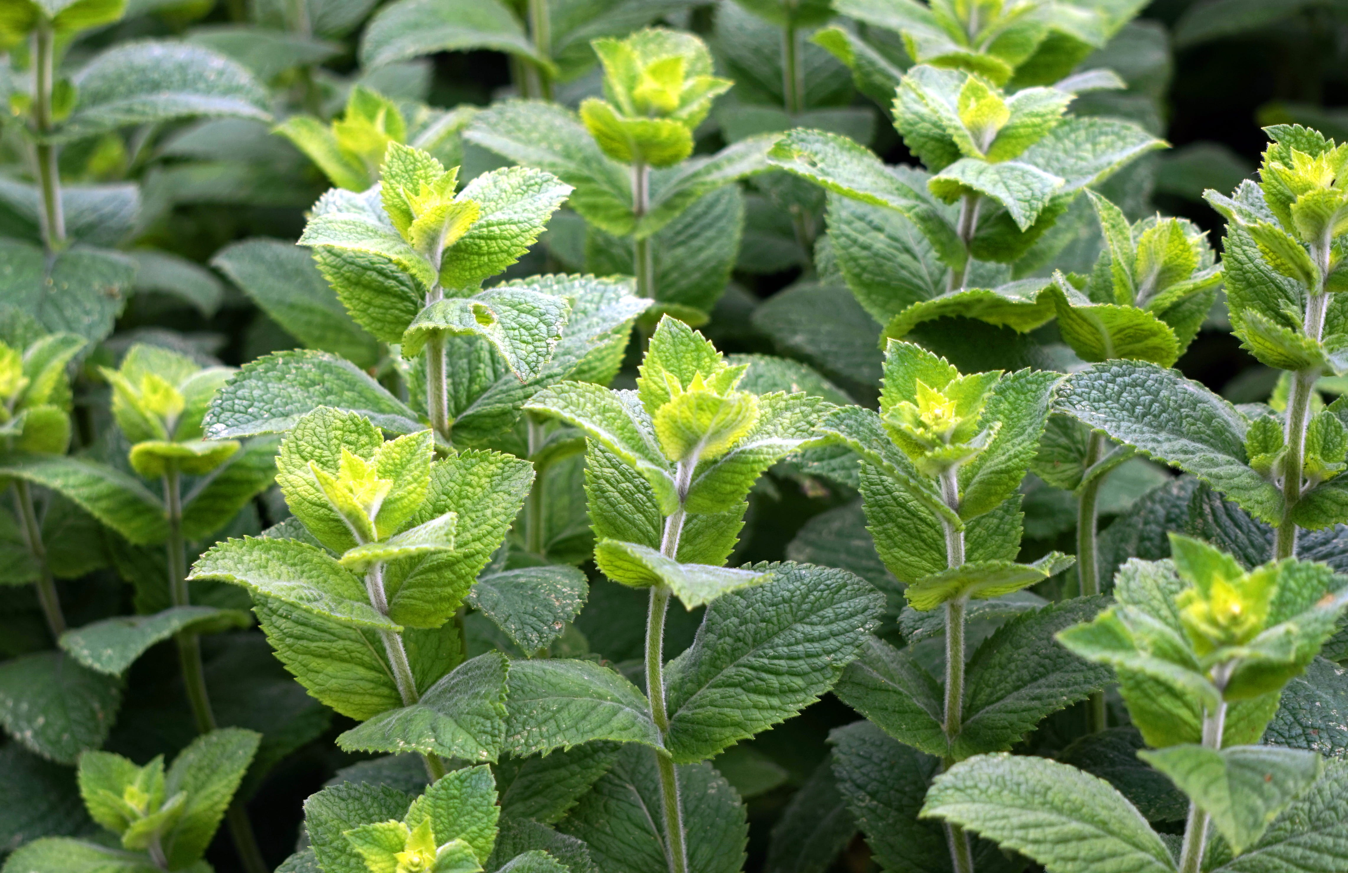 close-up, food, healthy eating, herb, peppermint tea, mint, leaf, green color, plant part, beauty in nature, day, agriculture, green, wellbeing, nature, HD Wallpaper