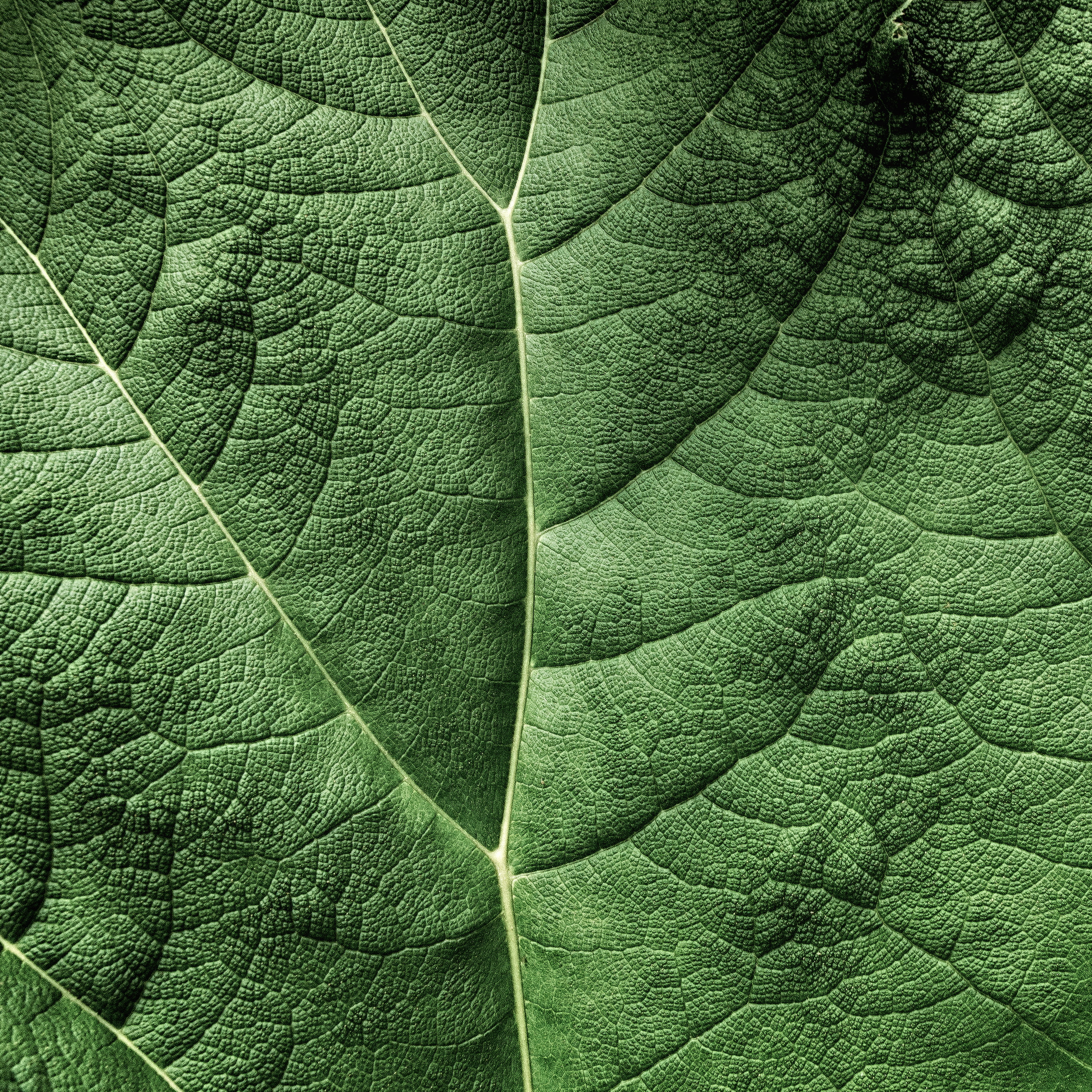 2K, nature, PS, pattern, leaf, Explored, green, textured, HDR, close-up, macro, backgrounds, green leaf, Sony, Topography, green Color, Photoshop, plant, Phone HD Wallpaper