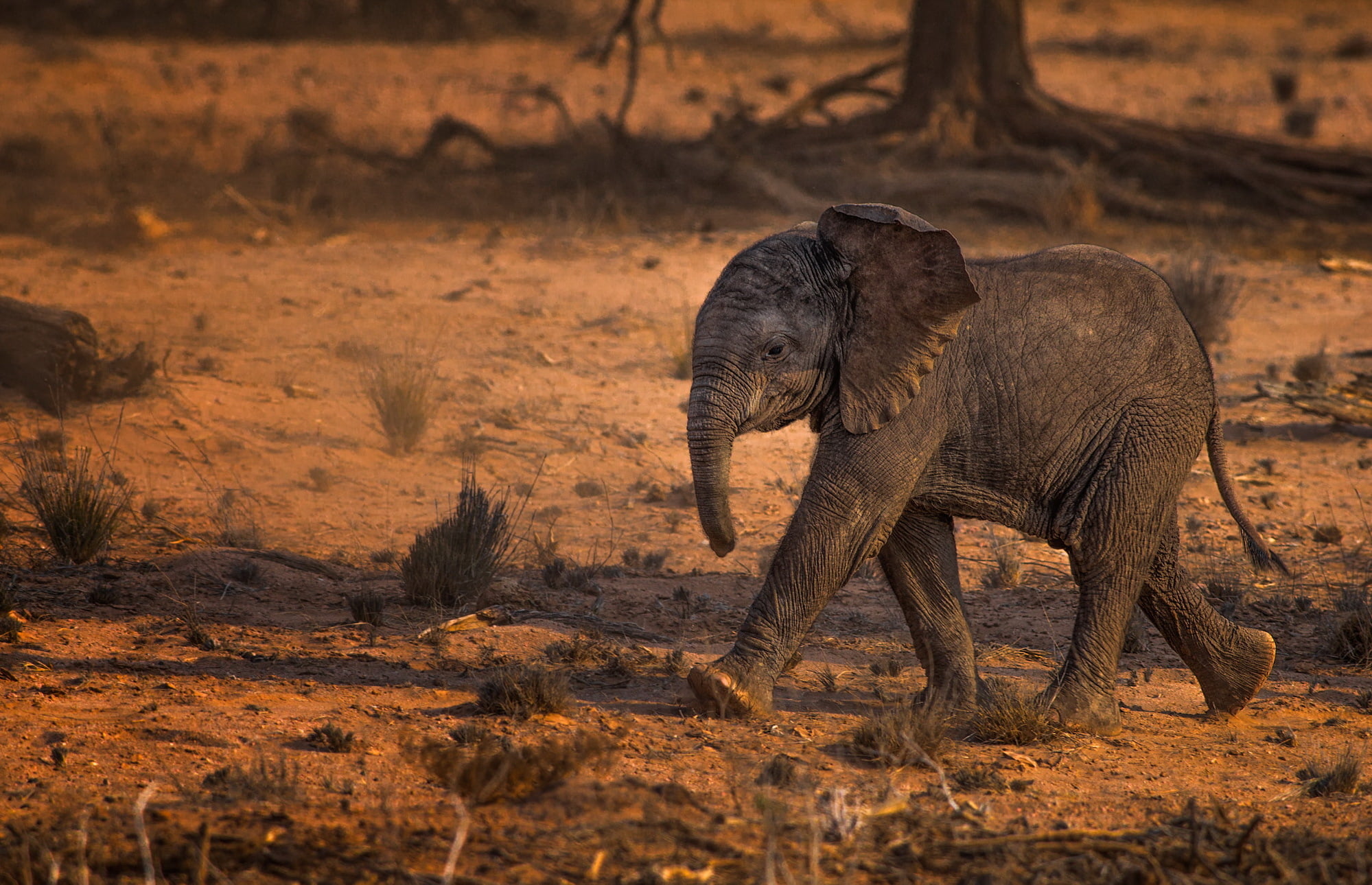 elephant, herbivorous, dust, side view, tourism, travel, baby animals, animal, 1080P, animals in the wild, arid climate, safari, vertebrate, animal wildlife, HD Wallpaper