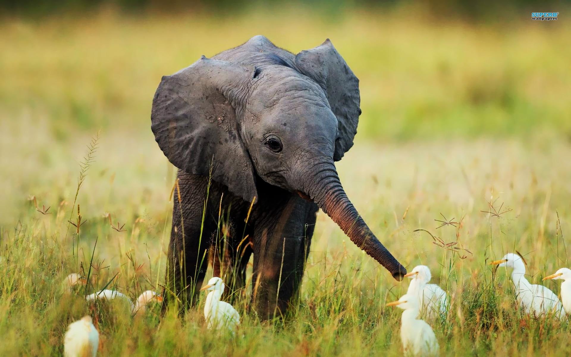 egrets, elephant, birds, wild, baby, animals, grass, 1080P, HD Wallpaper