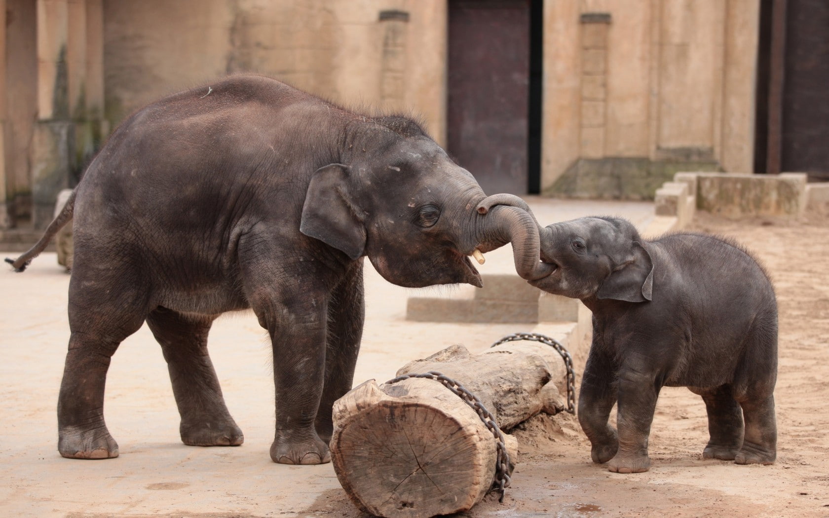 day, nature, group of animals, focus on foreground, animal family, vertebrate, 720P, mammal, herbivorous, baby animals, young animal, animal trunk, elephant, HD Wallpaper