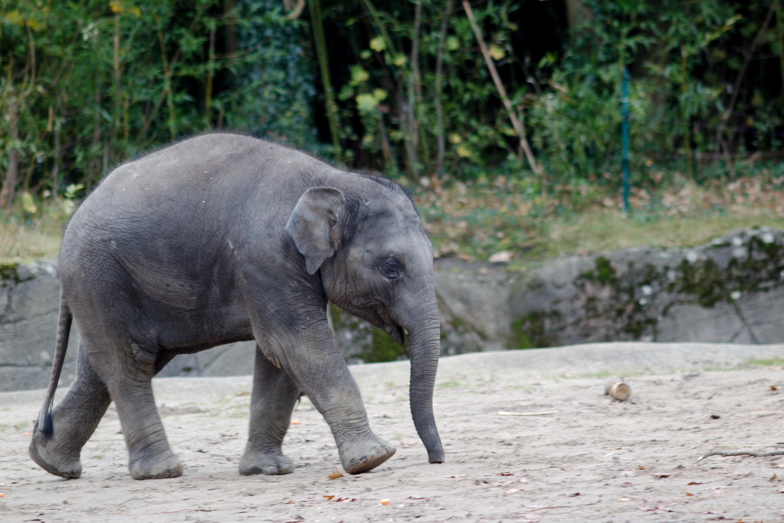 nature, full length, walking, Zoo, animal trunk, outdoors, land, animal, african elephant, forest, standing, no people, herbivorous, baby animals, elephant, HD Wallpaper