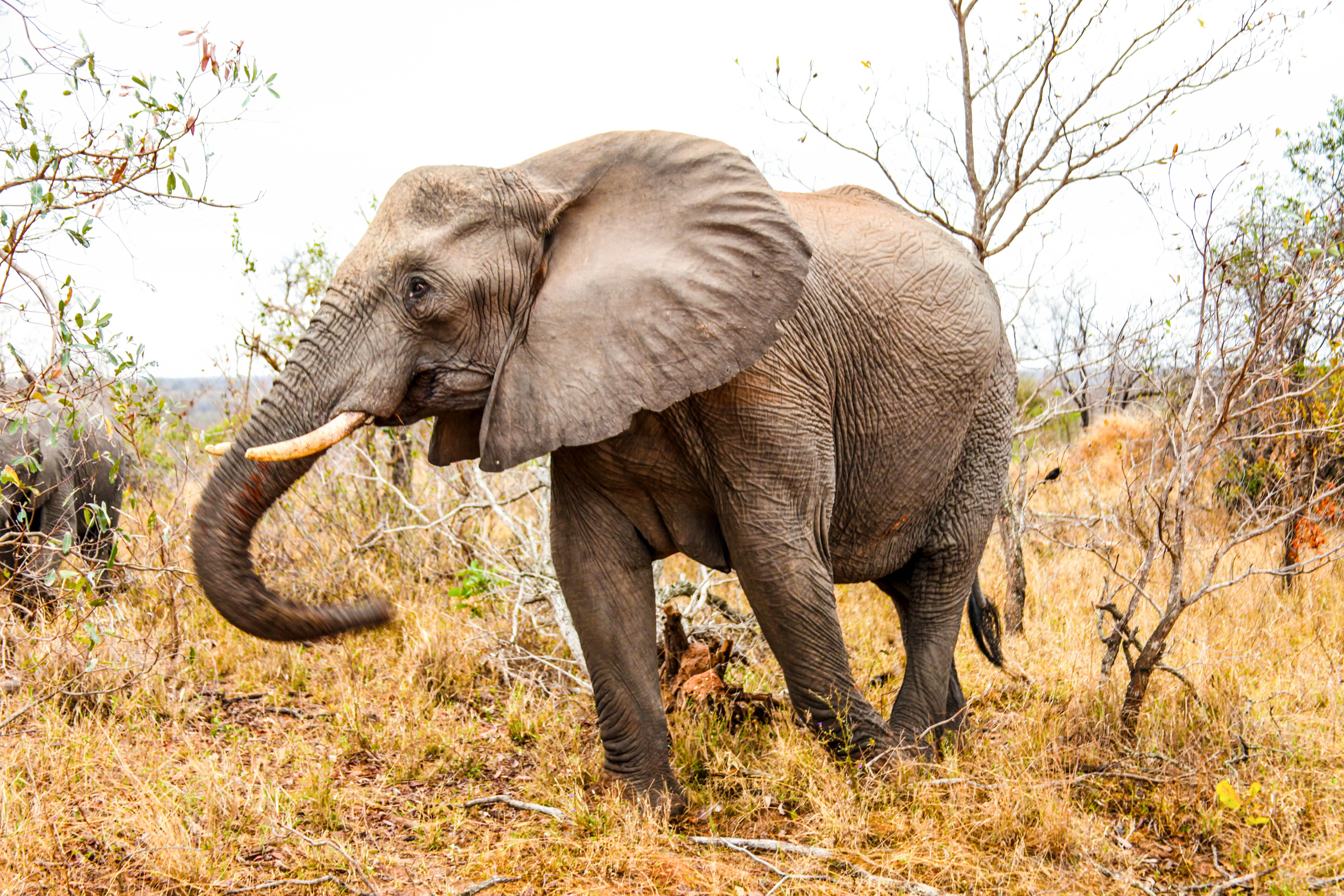 masai Mara National Reserve, plant, young Animal, plain, standing, endangered Species, trunk, nature, grass, african Elephant, animals In The Wild, one animal, HD Wallpaper