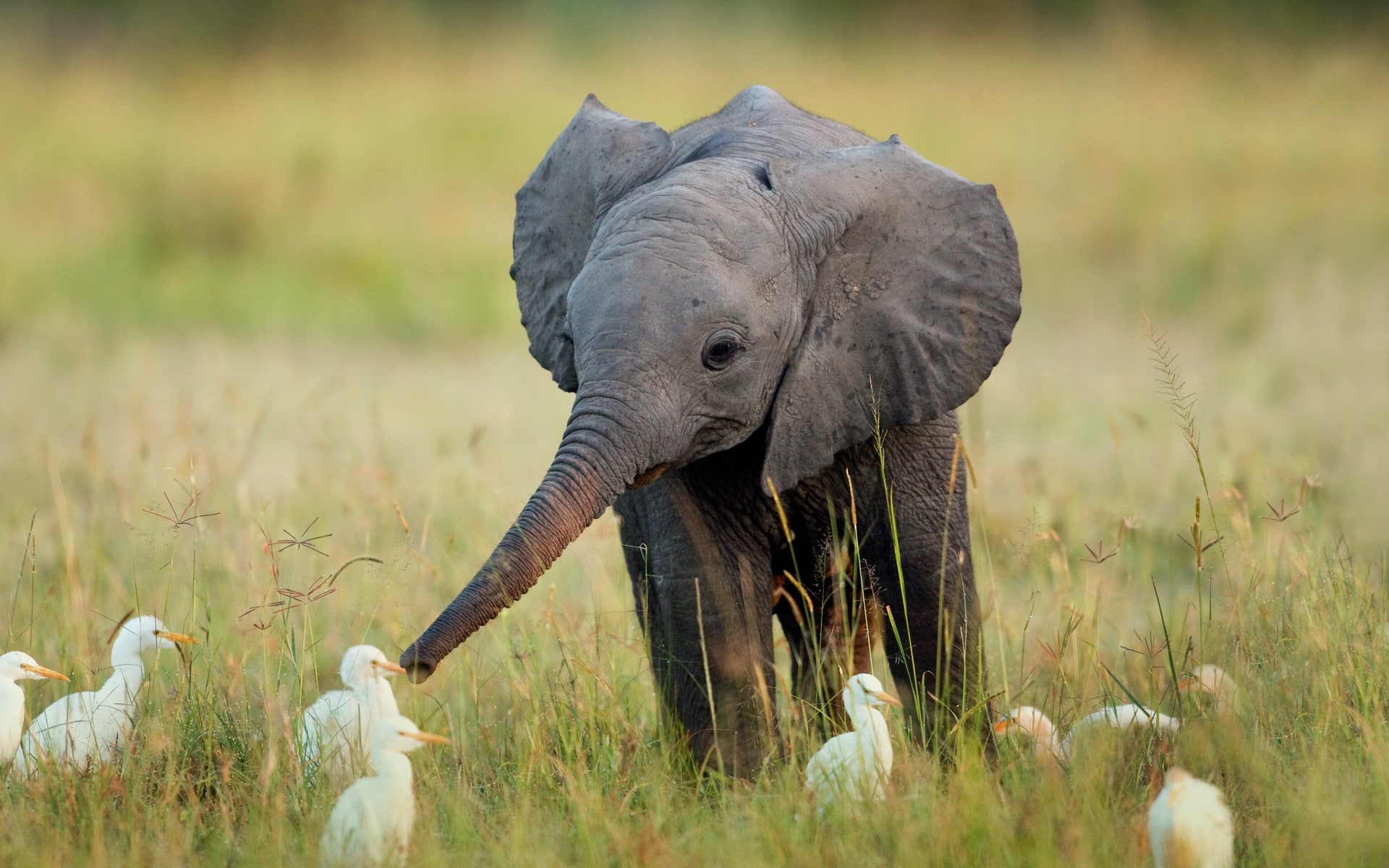 birds, baby, calf, grey, elephant, grass, animals, 1080P, hd, HD Wallpaper