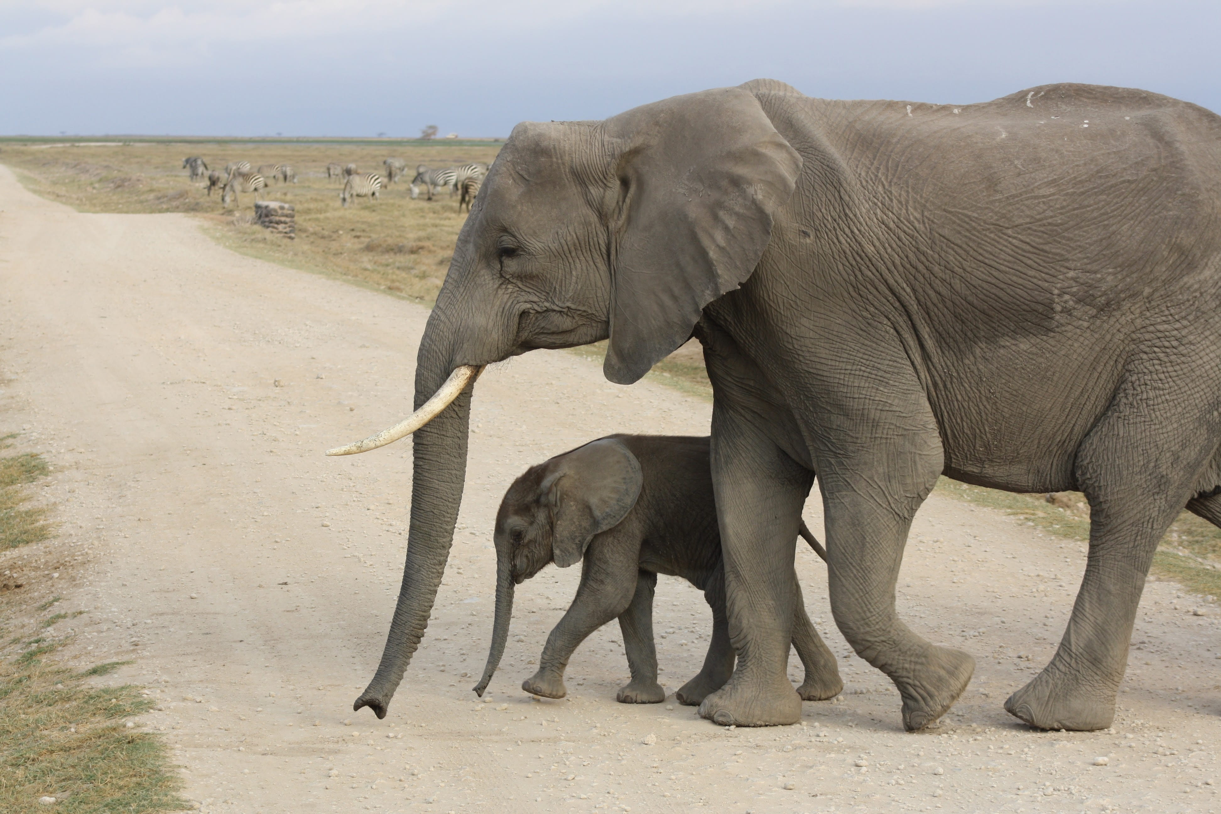 amboseli, adult, nature, crossing, road, herbivorous, wildlife, young animal, dust, animal, animals in the wild, baby, group of animals, wild, no people, HD Wallpaper