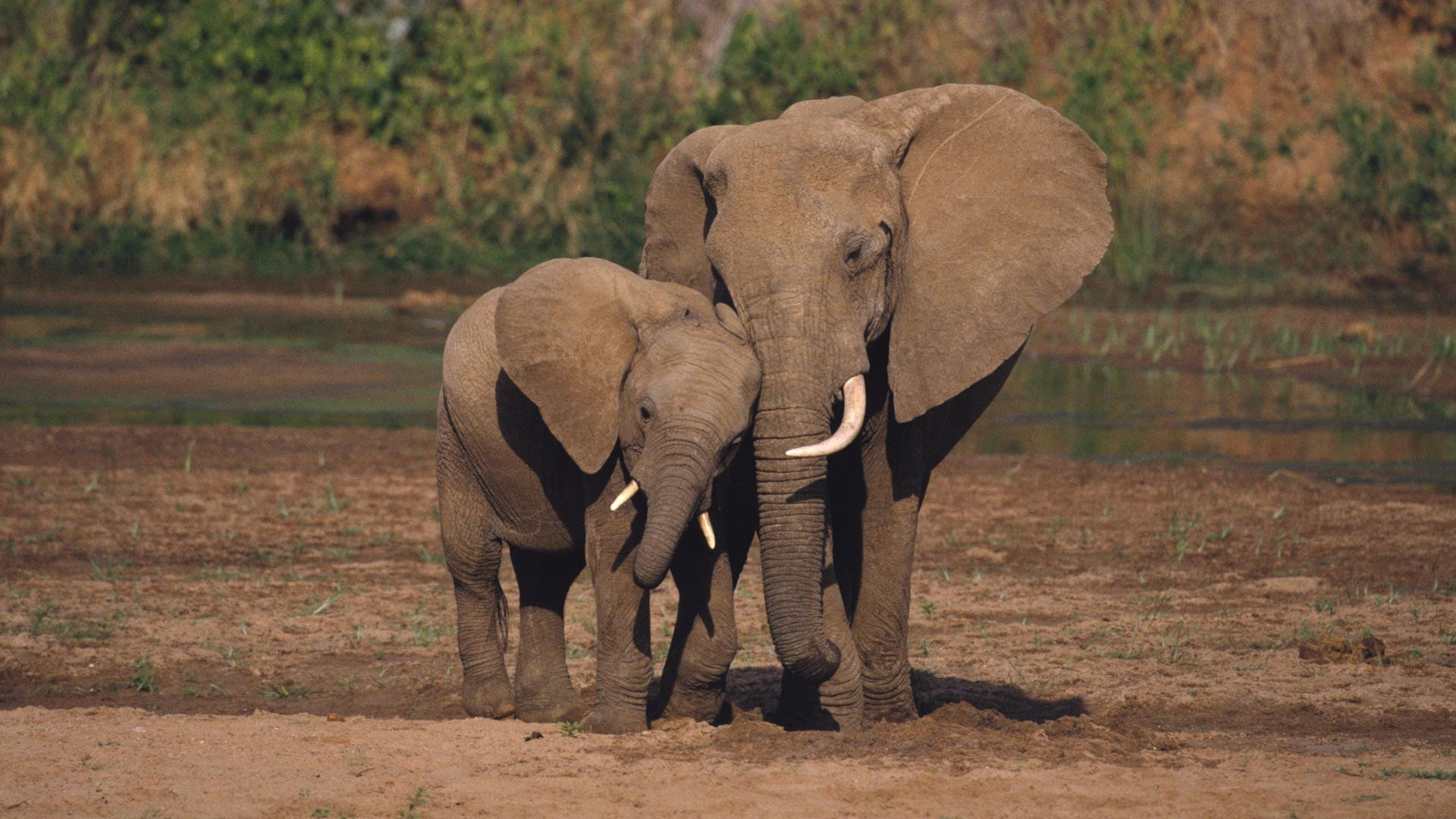 National, african, kenya, animals, 1080P, baby, Elephants, elephant, HD Wallpaper
