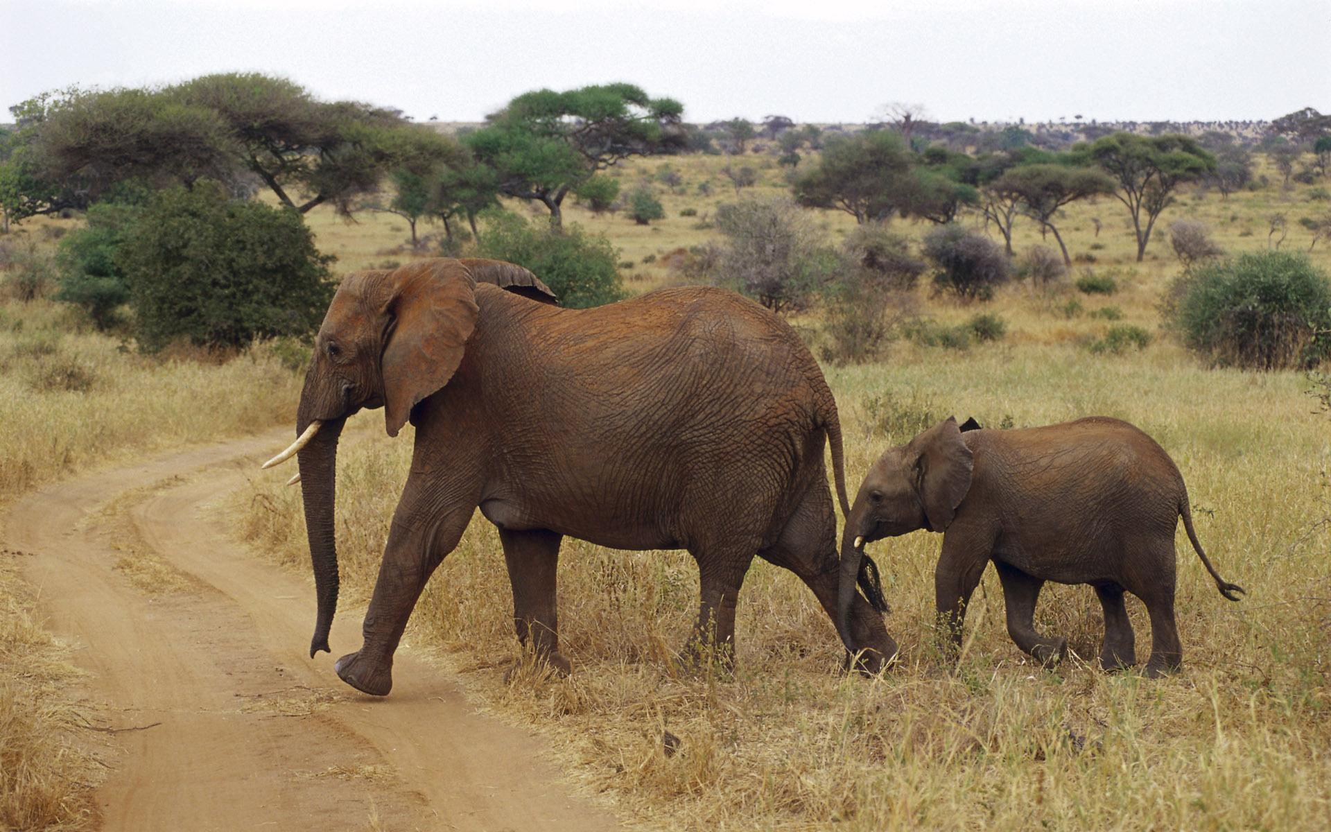 1080P, animal, with, animals, elephant, baby, HD Wallpaper