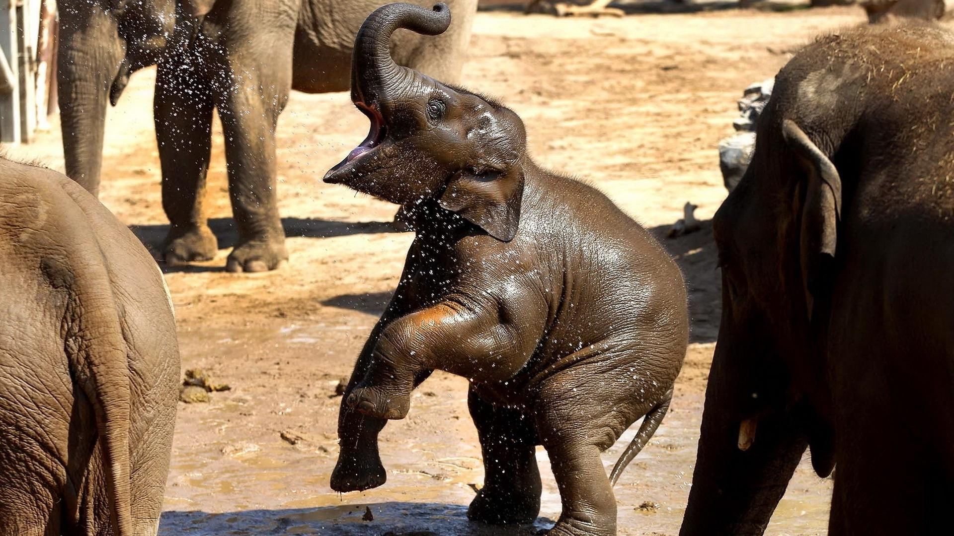 1920x1080, baby, elephant, 1080P, animals, brown, HD Wallpaper