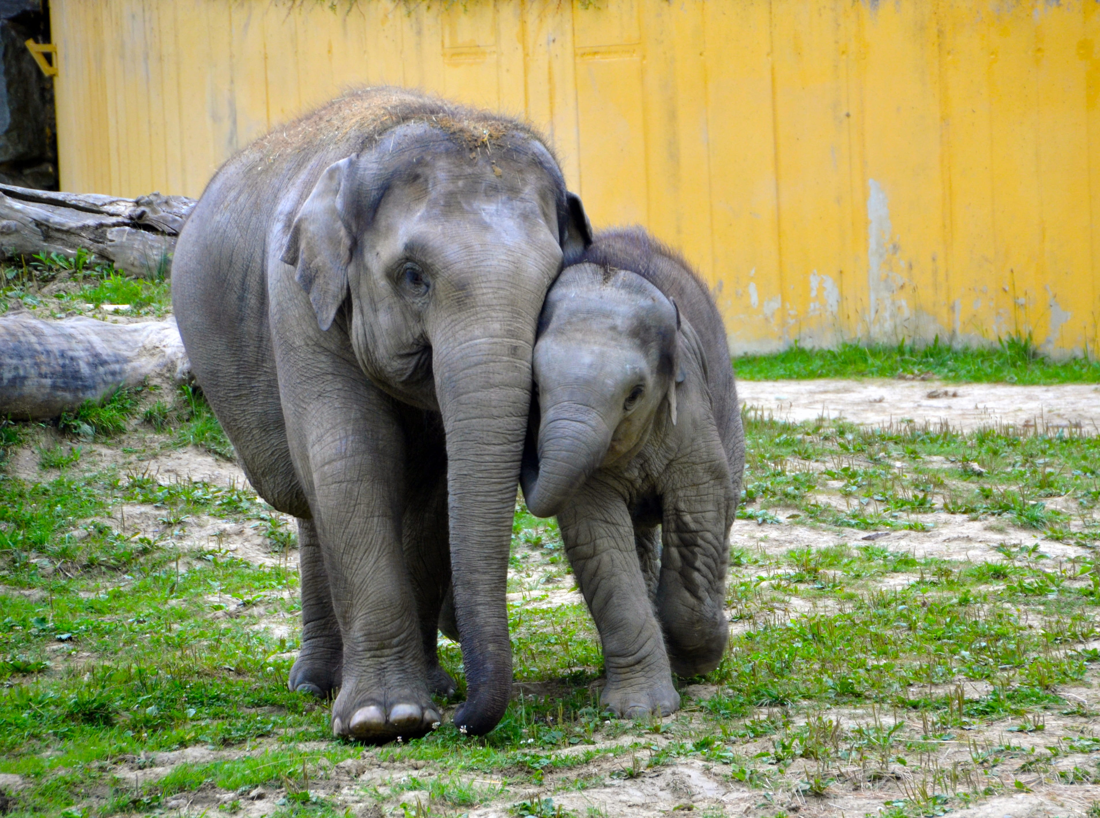 plant, 2K, field, baby elephants, animal, elephants, animals in captivity, day, animal trunk, zoo, animal wildlife, herbivorous, group of animals, mammal, HD Wallpaper