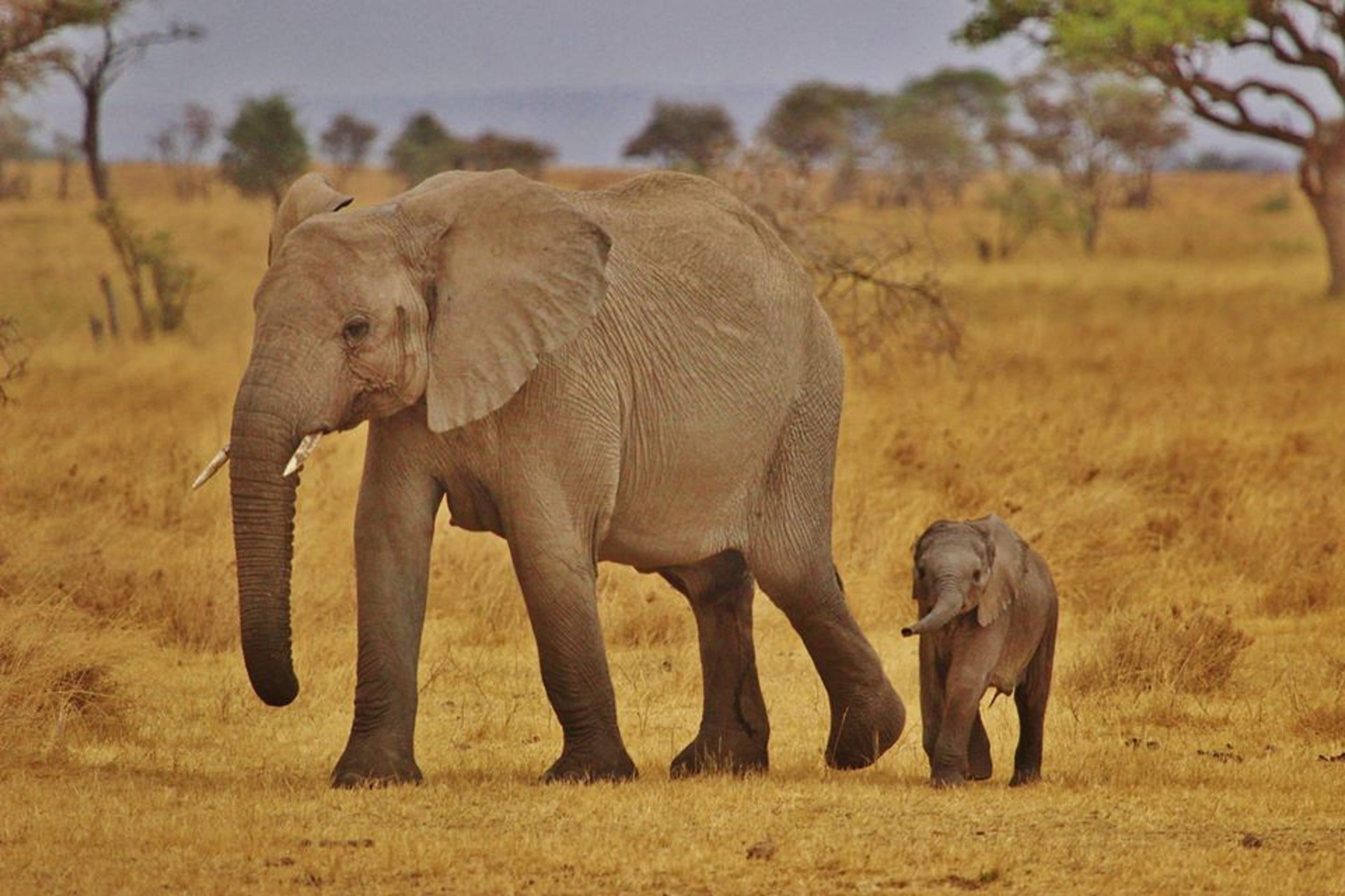 elephant family, baby, animal themes, vertebrate, landscape, no people, herbivorous, young animal, tanzania, wildlife, safari, mammal, animal wildlife, HD Wallpaper