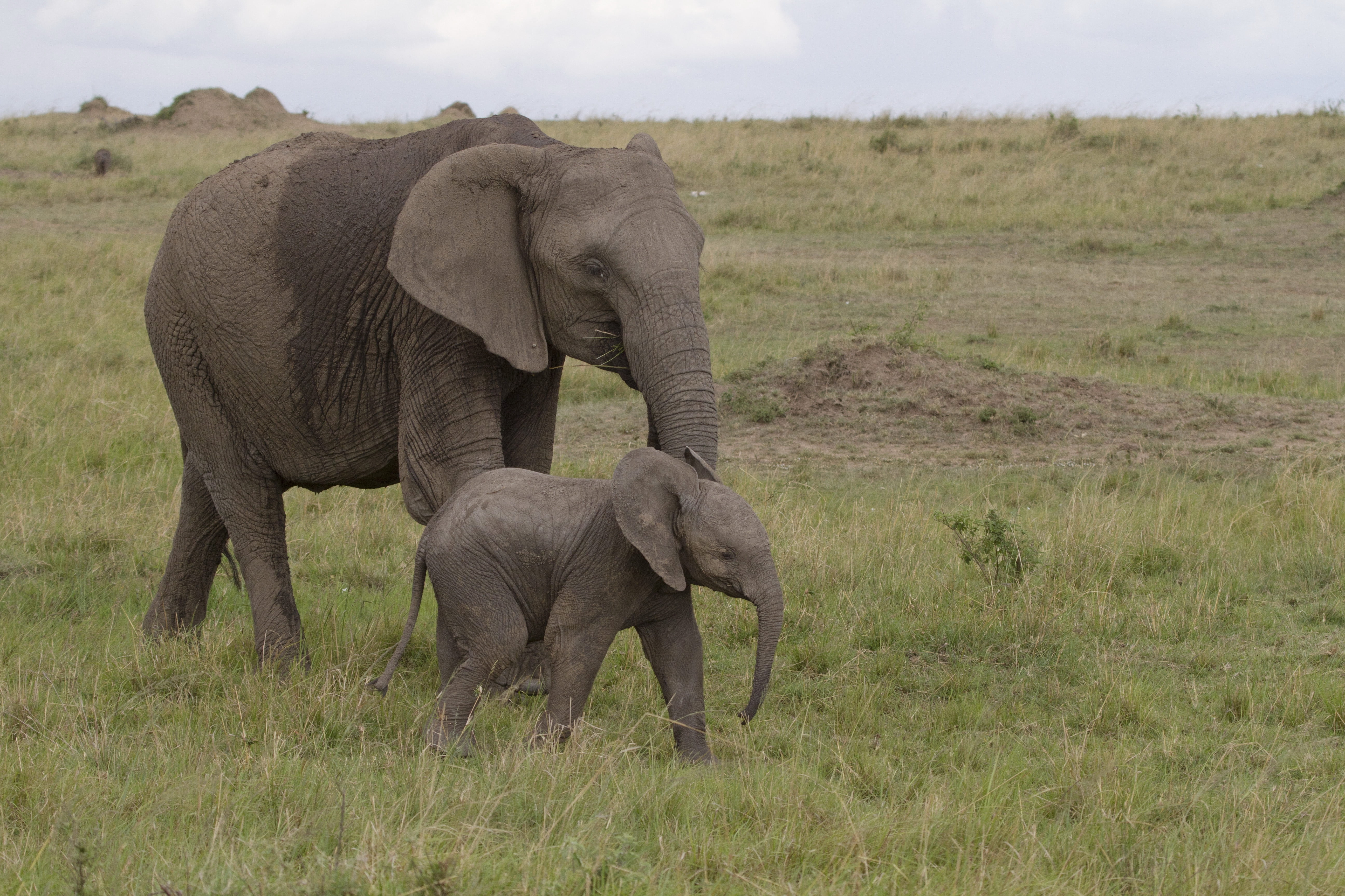 kenya, environment, african Elephant, animal Trunk, tusk, two animals, mammal, love, baby, 5K, savannah, wildlife, herbivorous, plant, baby elephant, landscape, HD Wallpaper