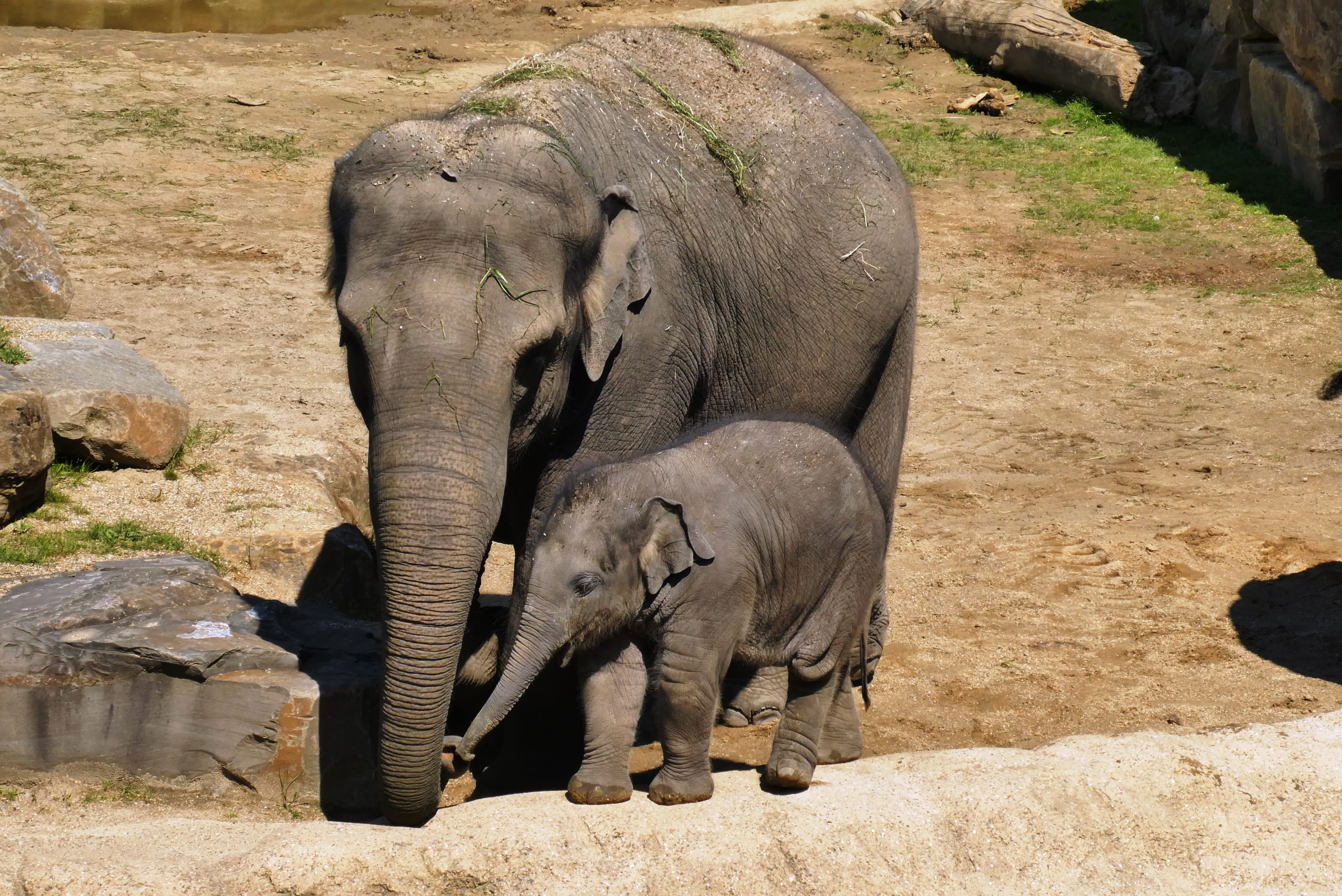 young, land, planckendael, belgium, animal, elephant, trunk, rock, vertebrate, solid, young animal, animal wildlife, elephant with boy, animals in the wild, HD Wallpaper