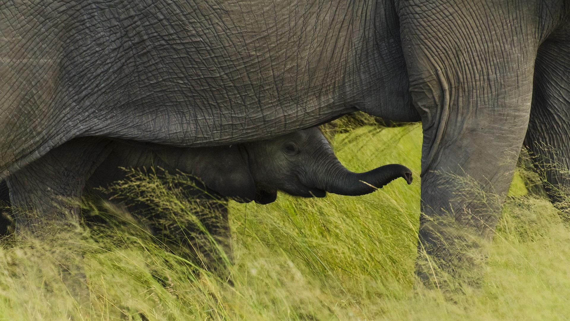 graas, 1080P, elephants, safe, animals, baby, elephant, HD Wallpaper
