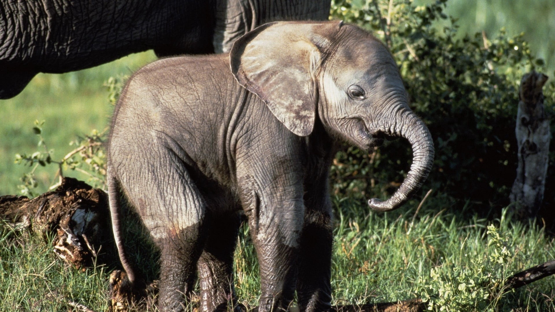 grass, wildlife Reserve, animal wildlife, wilderness Area, walking, field, plant, animal body part, safari Animals, indian Elephant, young Animal, herbivorous, HD Wallpaper