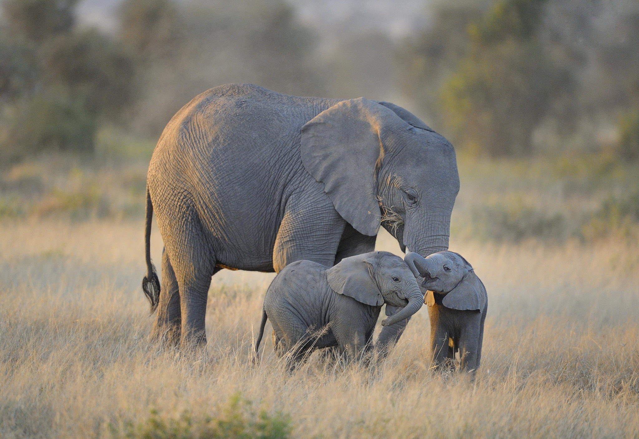 no people, grass, animal, safari, elephant calf, 1080P, togetherness, animal family, Twin Baby Elephants, young animal, elephant, Africa, plant, three, HD Wallpaper