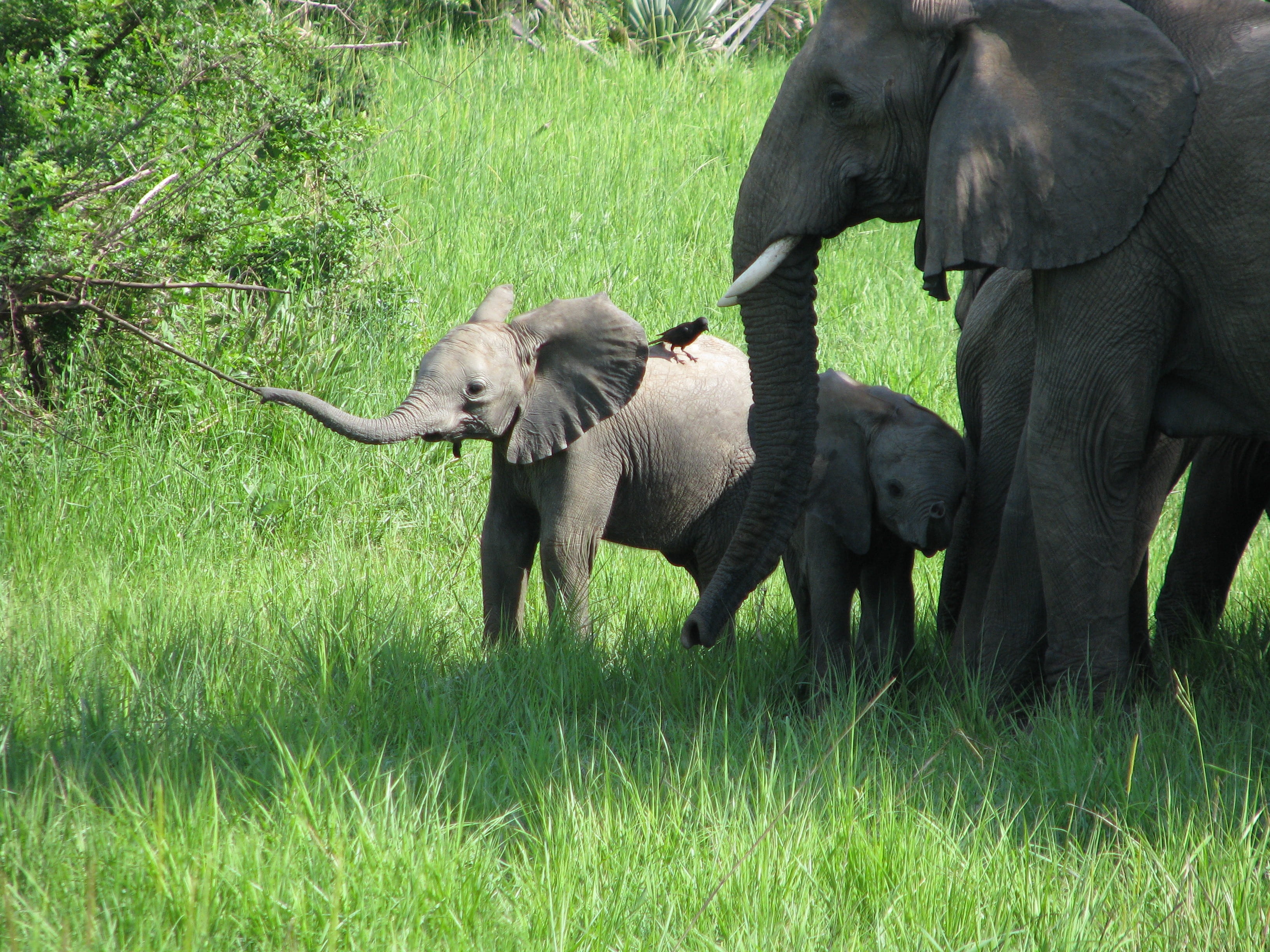 beside, gray, african, two animals, family, tusk, african elephant, grass, baby, no people, outdoors, two, plant, animal trunk, animal themes, mother, animals in the wild, HD Wallpaper