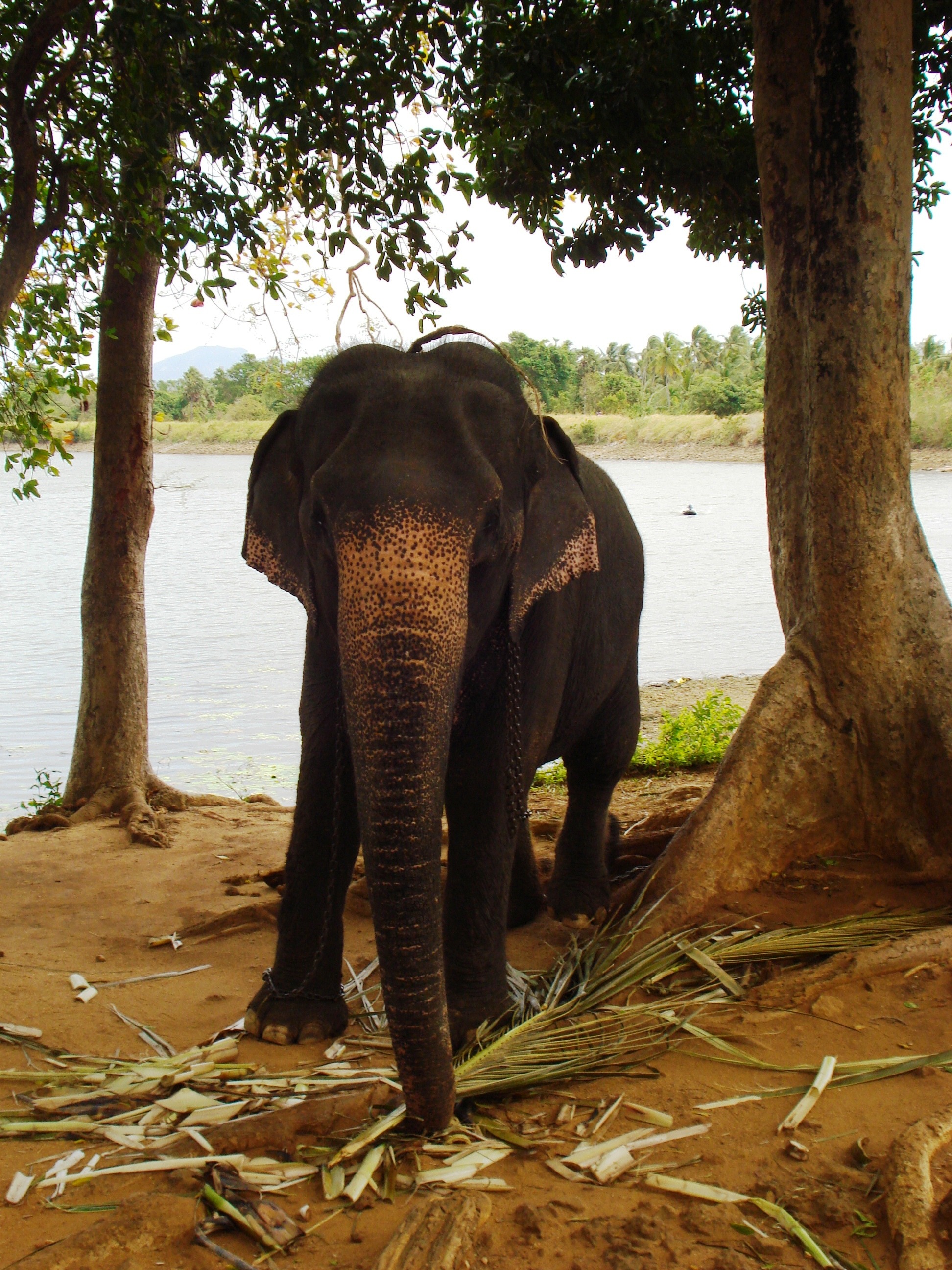 nature, animals in the wild, animal, animal themes, baby elephant, mammal, no people, field, vertebrate, elephant, water, lake, animal trunk, herbivorous, Phone HD Wallpaper