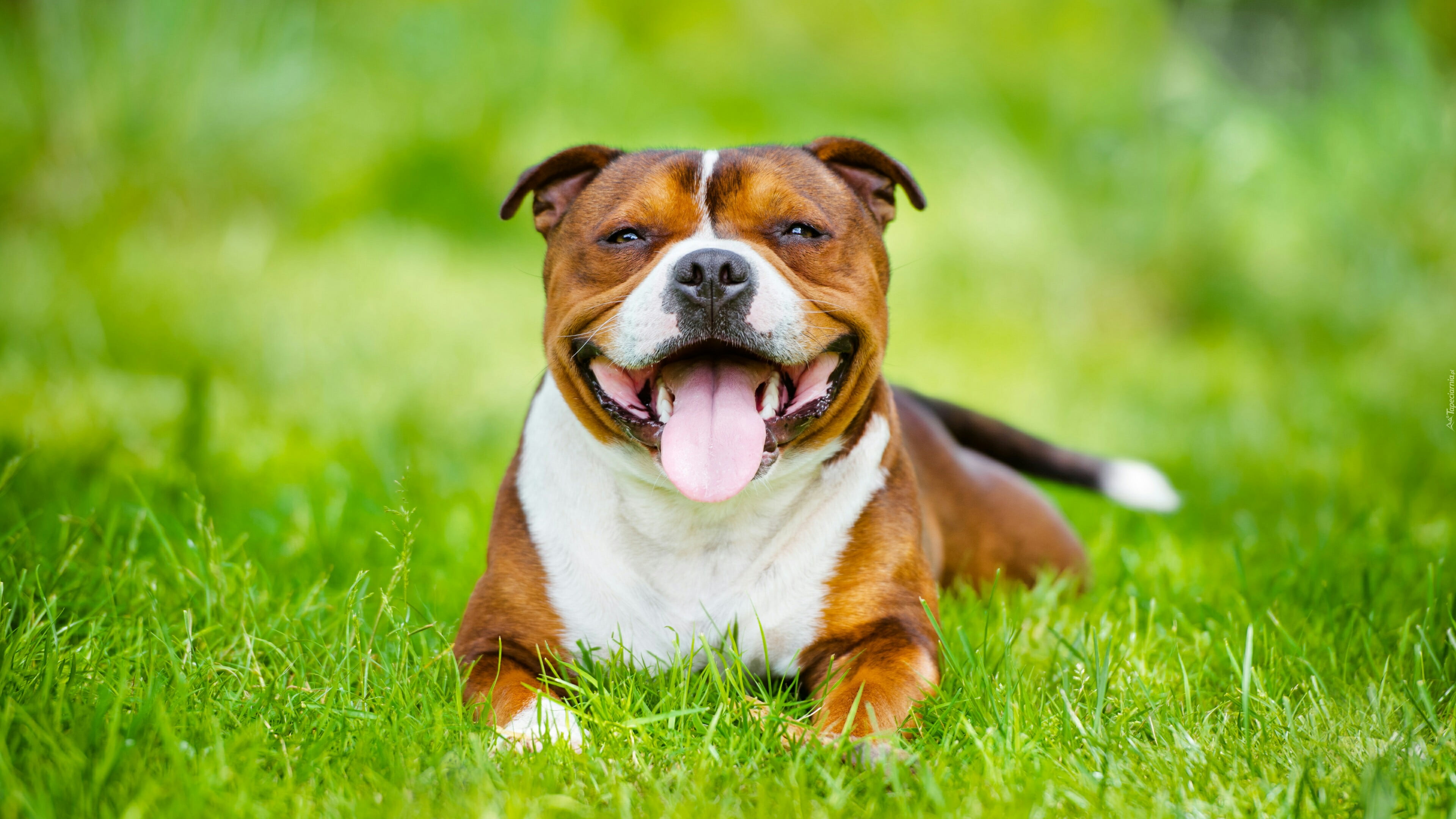 snout, domestic, outdoors, dog breed, bull terrier, pets, purebred dog, staffordshire bull terrier, mouth open, mammal, grass, canine, nature, sitting, HD Wallpaper