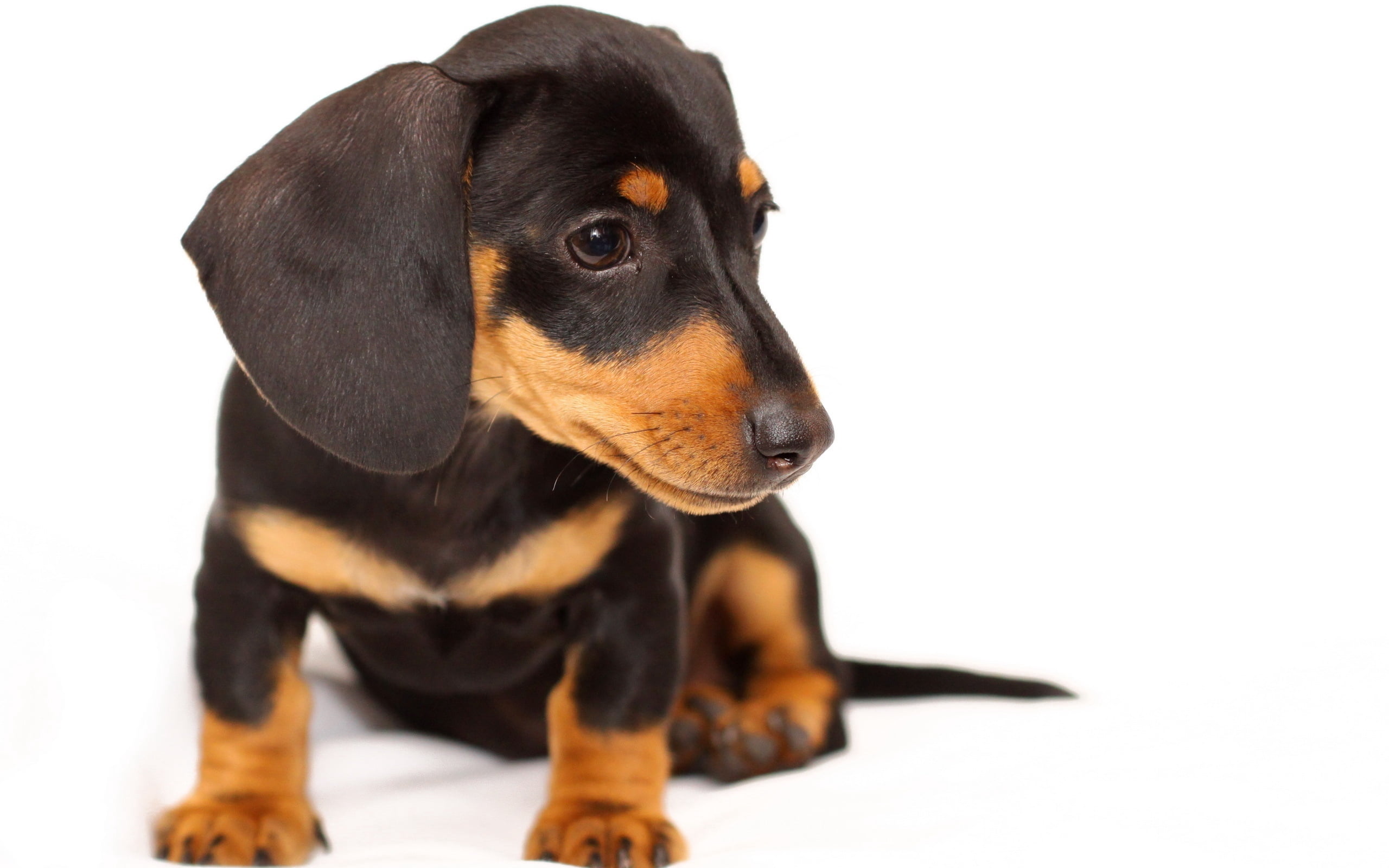 close-up, sitting, pets, no People, dachshund, snout, one Animal, animal Head, cut Out, white Background, studio Shot, hound, brown, young Animal, canine, HD Wallpaper