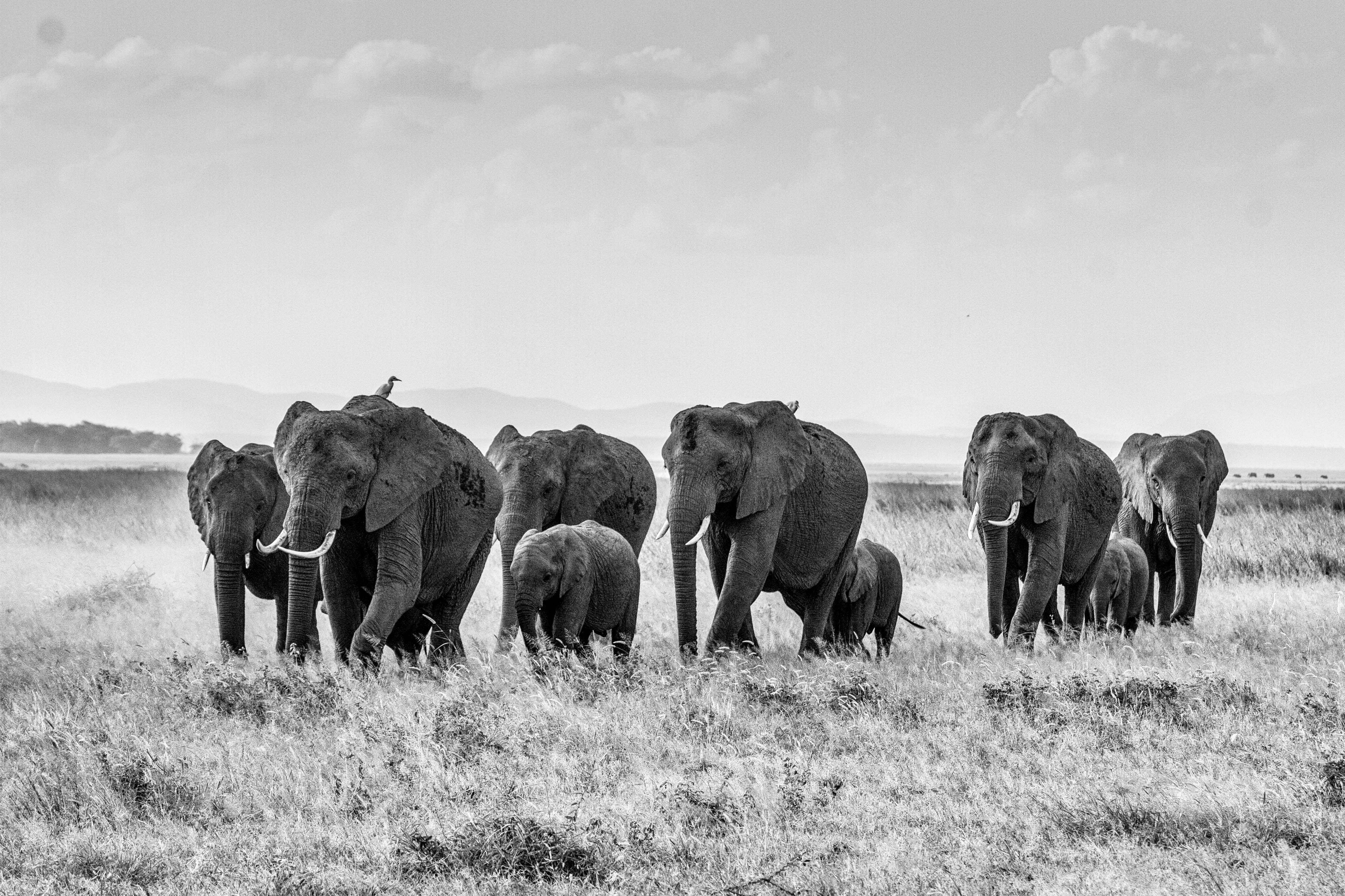 tusk, east africa, animal family, african bush elephant, group Of Animals, no people, large, africa, vertebrate, proboscidea, running, herbivorous, herd, HD Wallpaper