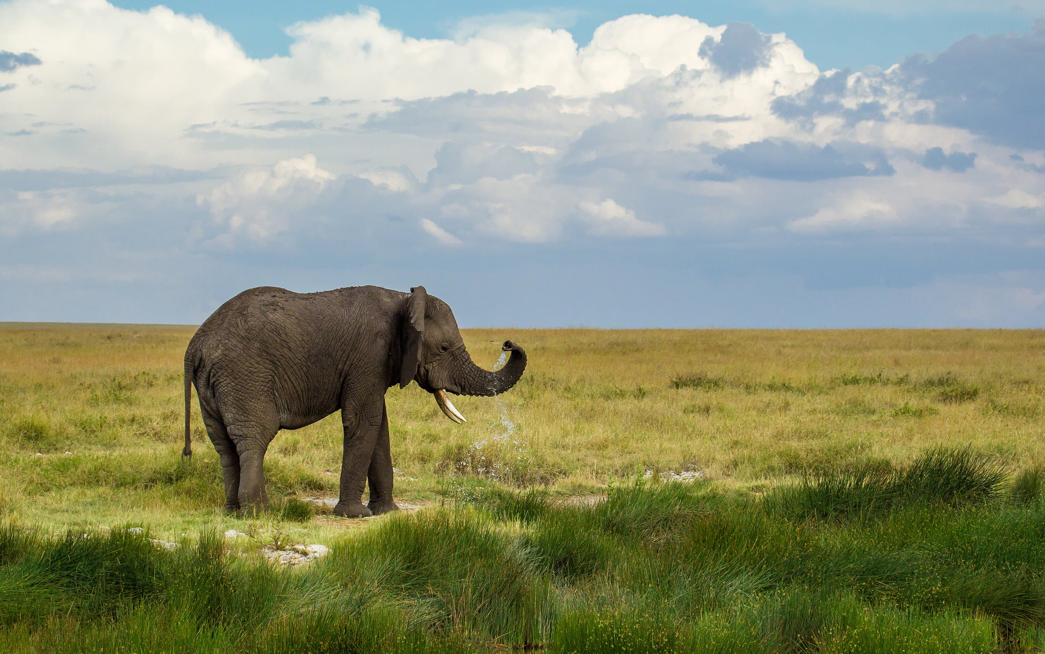 wilderness Area, large, day, serengeti National Park, endangered Species, landscape, tanzania, animal, safari Animals, tusk, animal themes, grey, one animal, HD Wallpaper