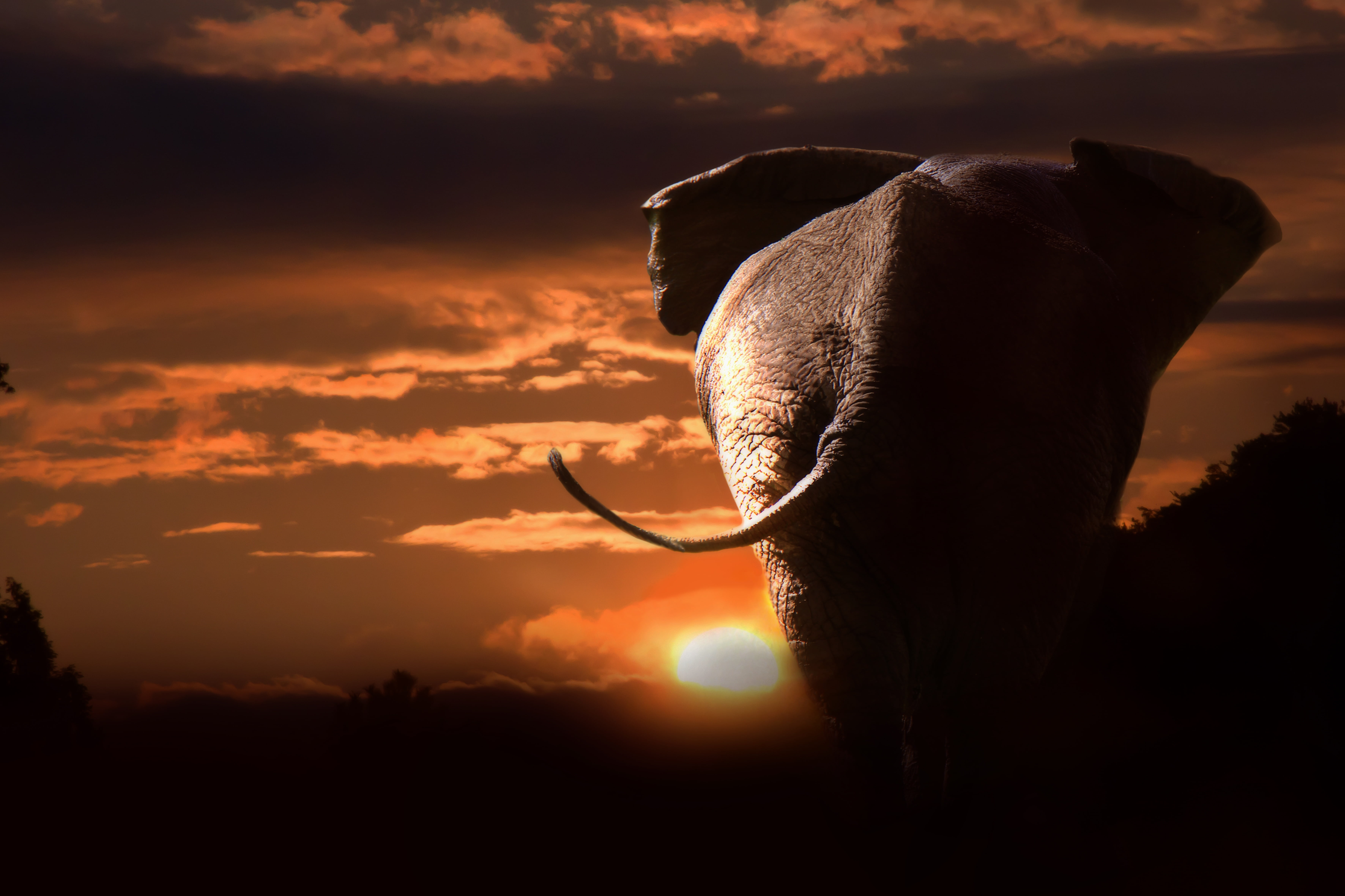 sunlight, orange, butt, animal head, creature, move, african Elephant, silhouette, towards the sun, elephant, clouds, mammals, safari Animals, big five, HD Wallpaper