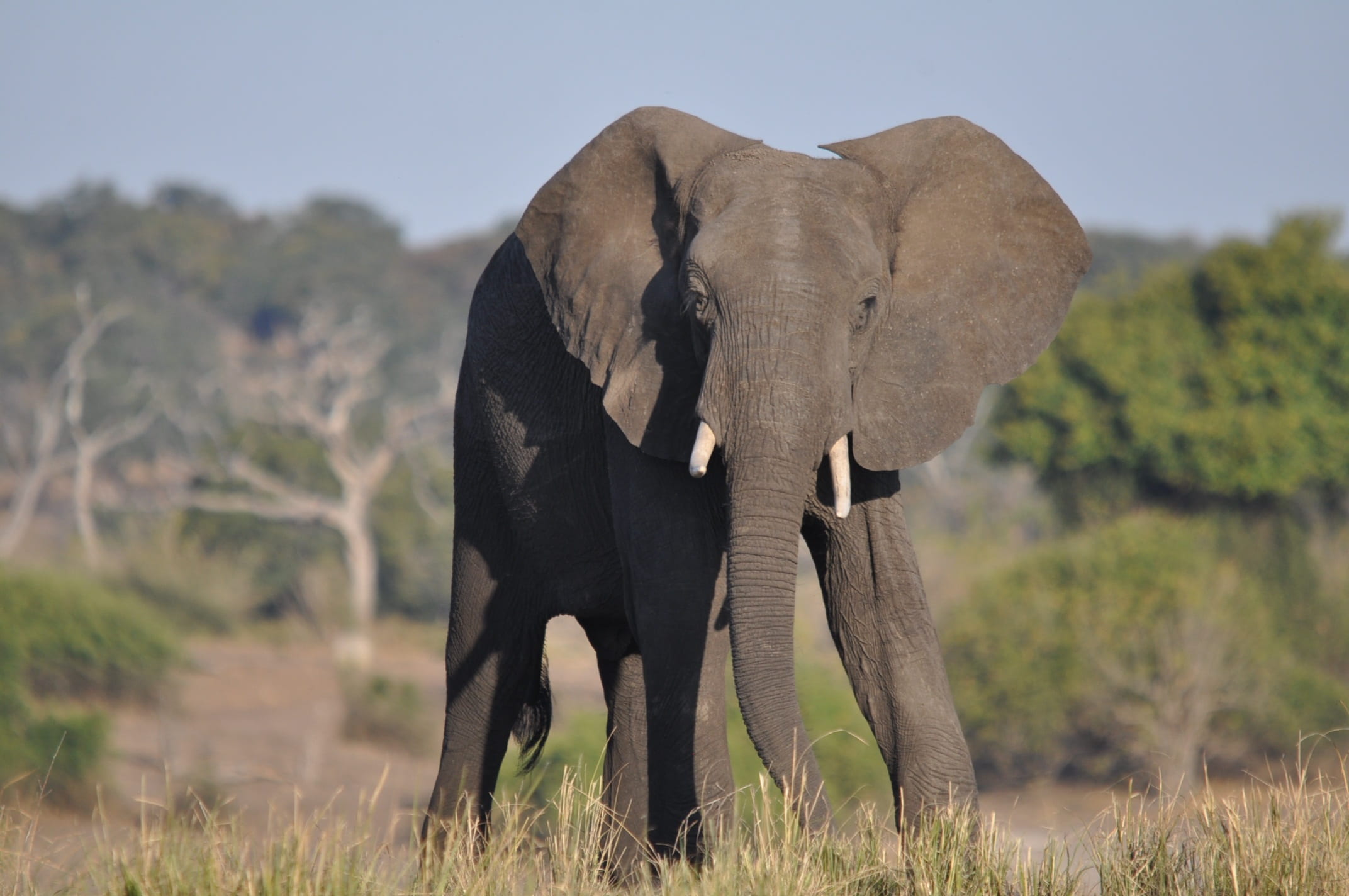 outdoors, wild, game, safari, bush, animal wildlife, animal, trunk, vertebrate, tusk, animal themes, herbivore, one animal, elephant, african, 1080P, endangered, HD Wallpaper