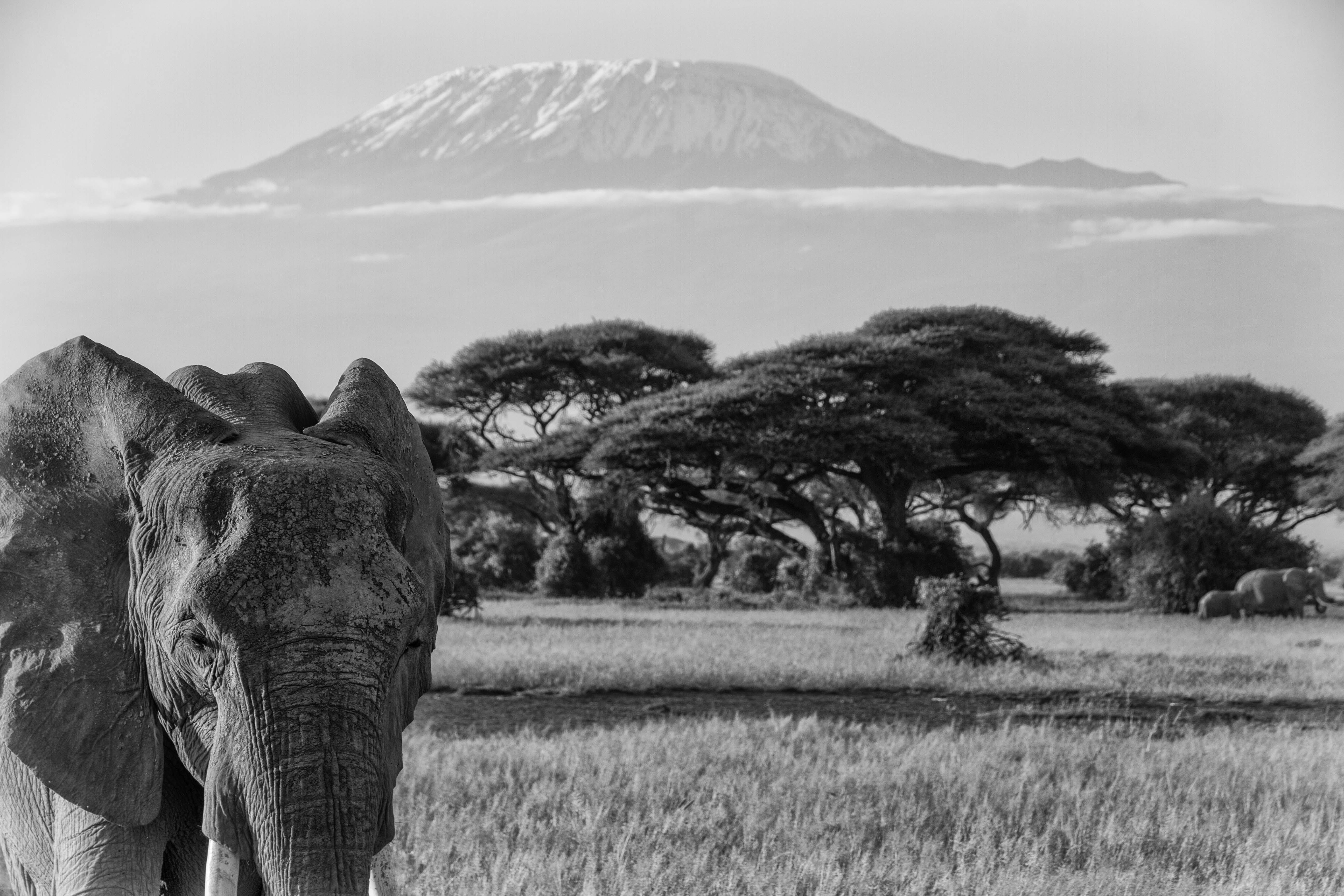 east africa, african bush elephant, mammal, landscape, herbivorous, animal, day, nature, big five, animal themes, africa, outdoors, mountain, plant, kilimanjaro, HD Wallpaper
