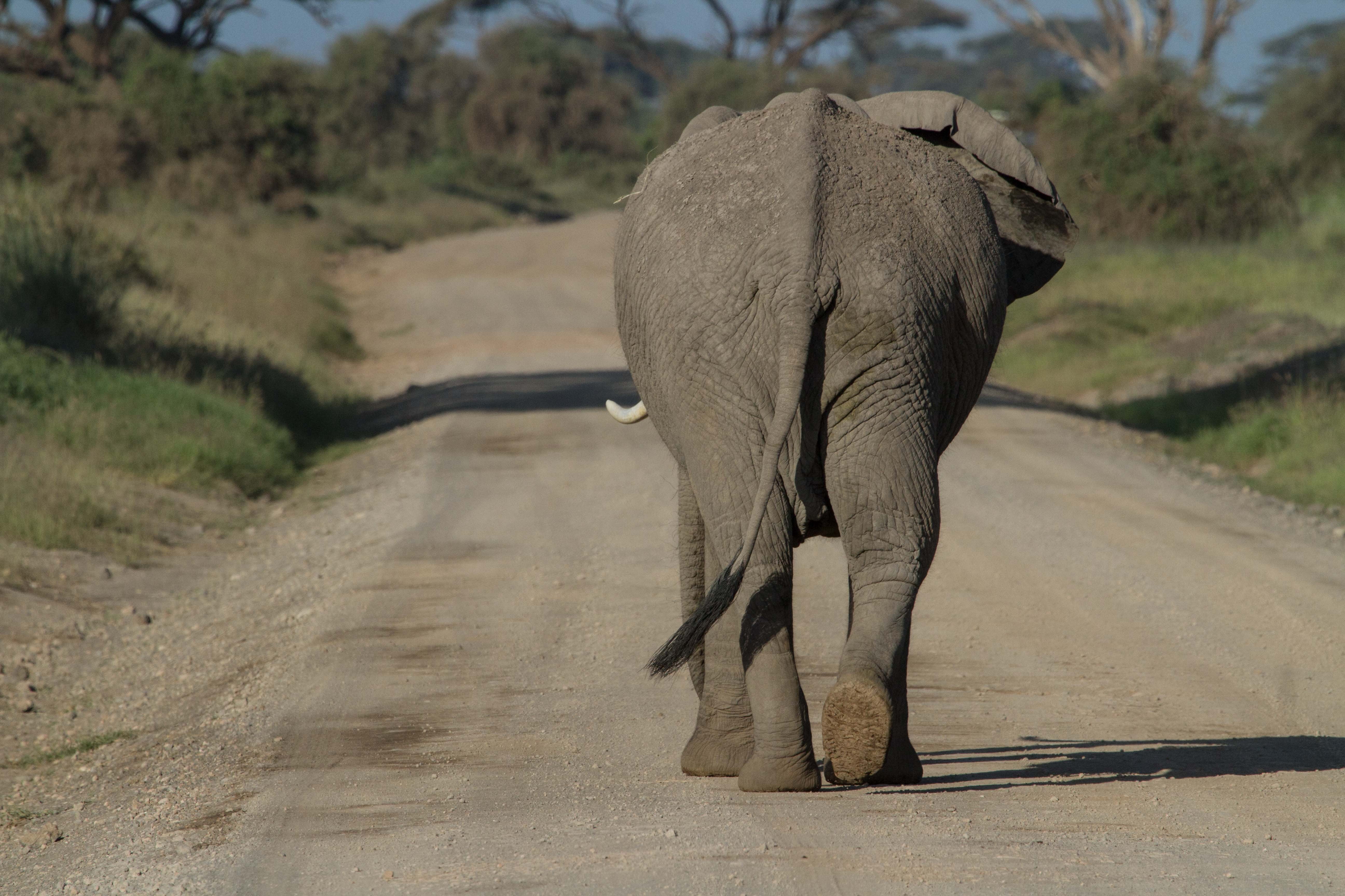 safari Animals, mammal, no people, walking, big five, gray, sunlight, national park, large, 5K, proboscidea, one animal, animal wildlife, day, animal themes, HD Wallpaper