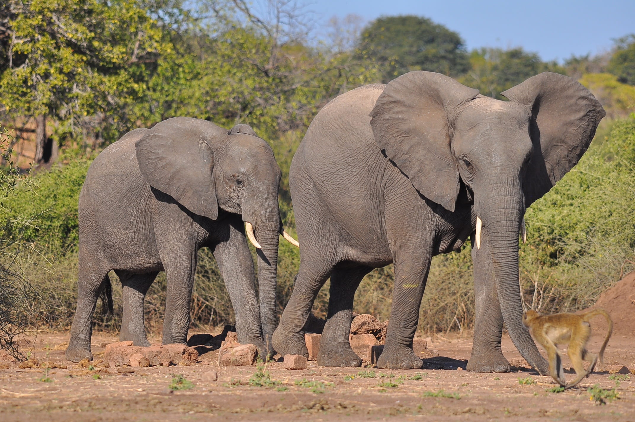 travel, animal, animal wildlife, grass, wild, animal themes, gray, mammal, near, group, group of animals, botswana, wilderness, natural, trees, ivory, herd, HD Wallpaper