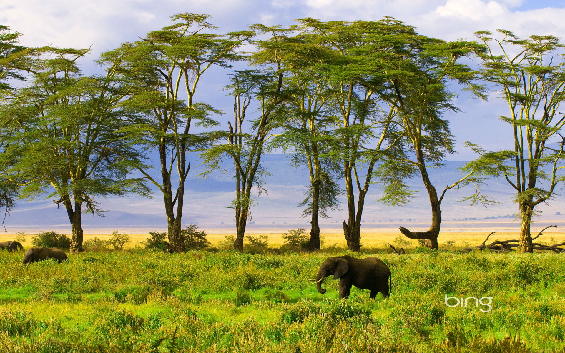 sky, elephant, one animal, africa, environment, serengeti National Park, wilderness Area, kenya, acacia Tree, herd, outdoors, mammal, nature, bush, waterhole, HD Wallpaper
