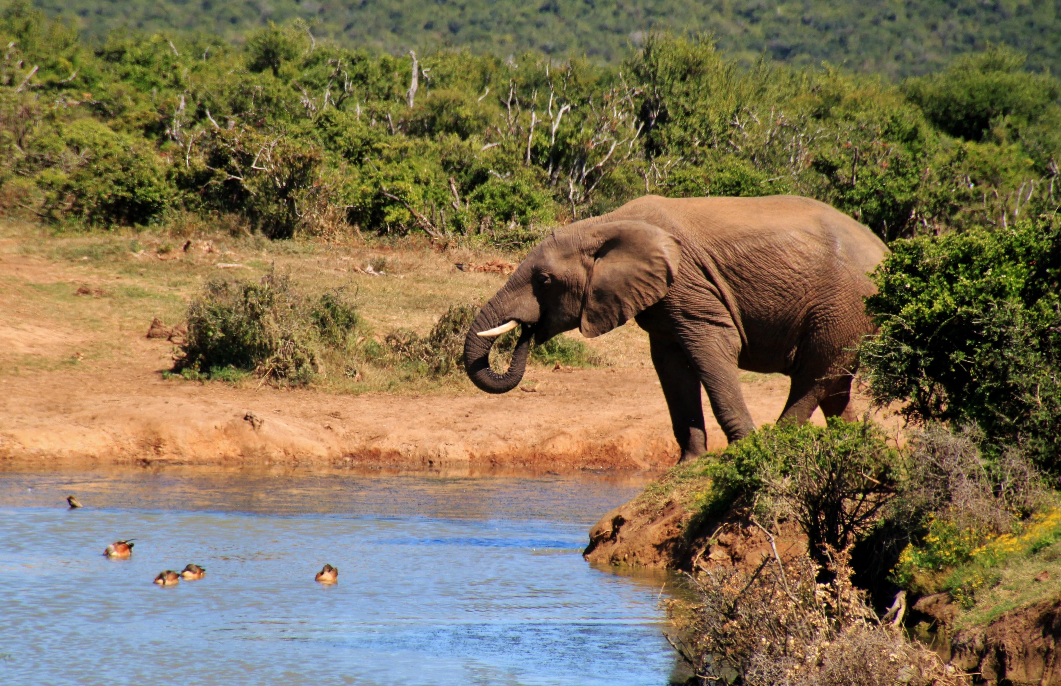 mammals, large, plant, animal themes, animal wildlife, pachyderm, animals, vertebrate, water hole, wildlife Reserve, nature, wilderness, drinking, 4K, HD Wallpaper