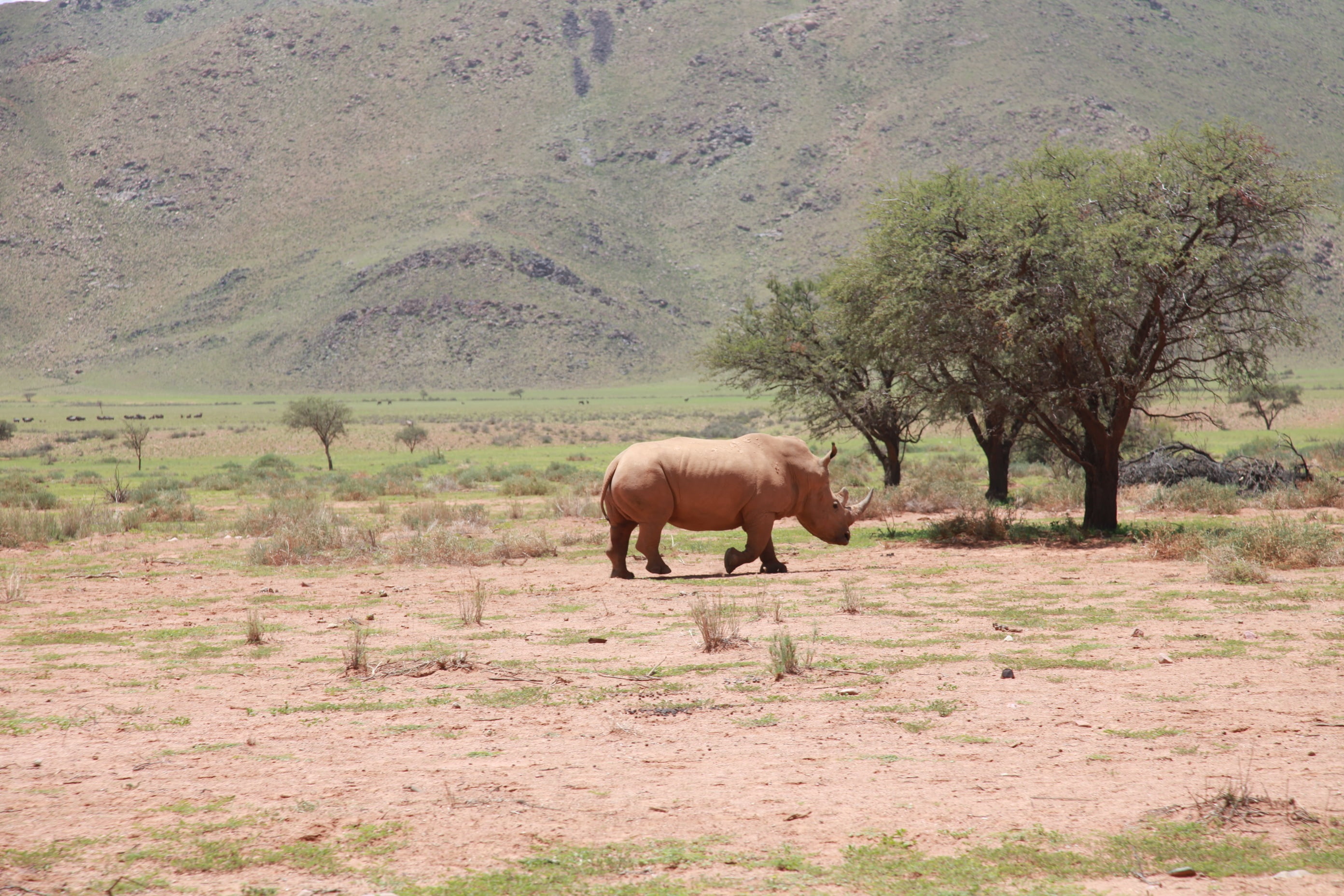 wildlife Reserve, animal themes, rhinoceros, safari, tourism, desert, standing, animal, african Elephant, animals And Pets, horned, mammal, plain, national Park, HD Wallpaper