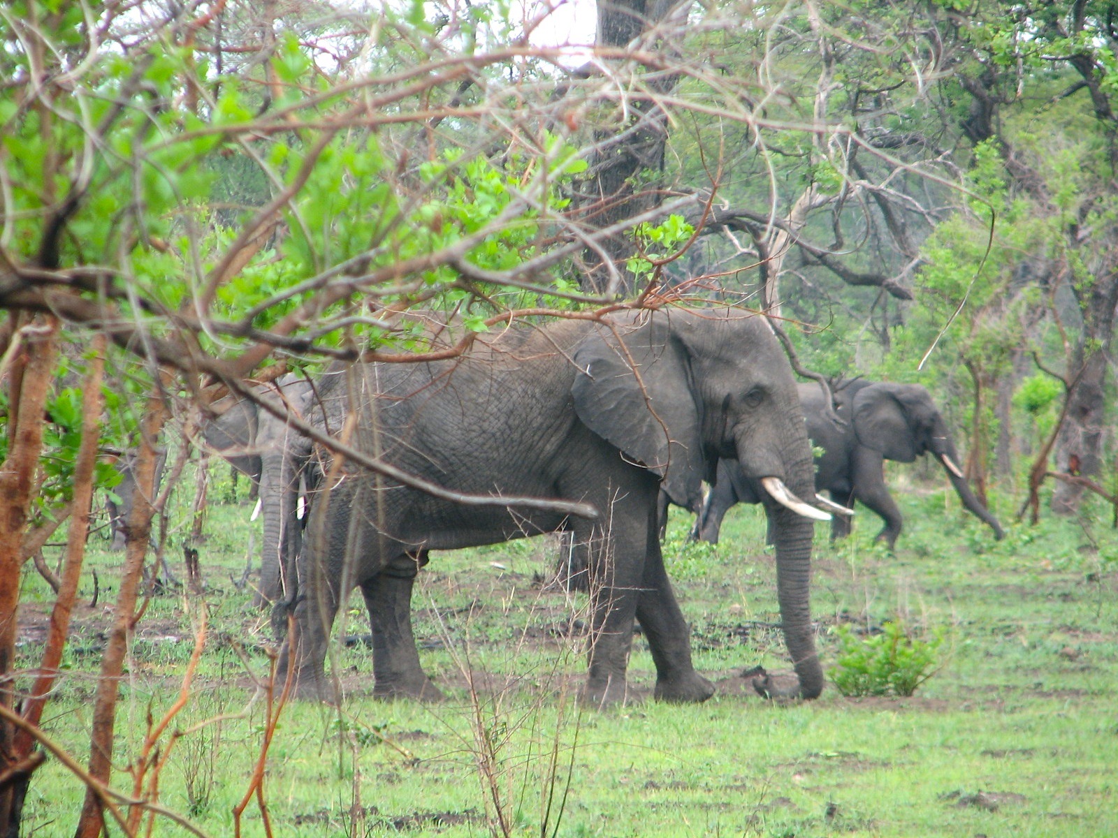 elephants, safari, landscape, animal trunk, savannah, animal wildlife, side view, mammal, group of animals, animal, tusk, vertebrate, bush, animal themes, HD Wallpaper