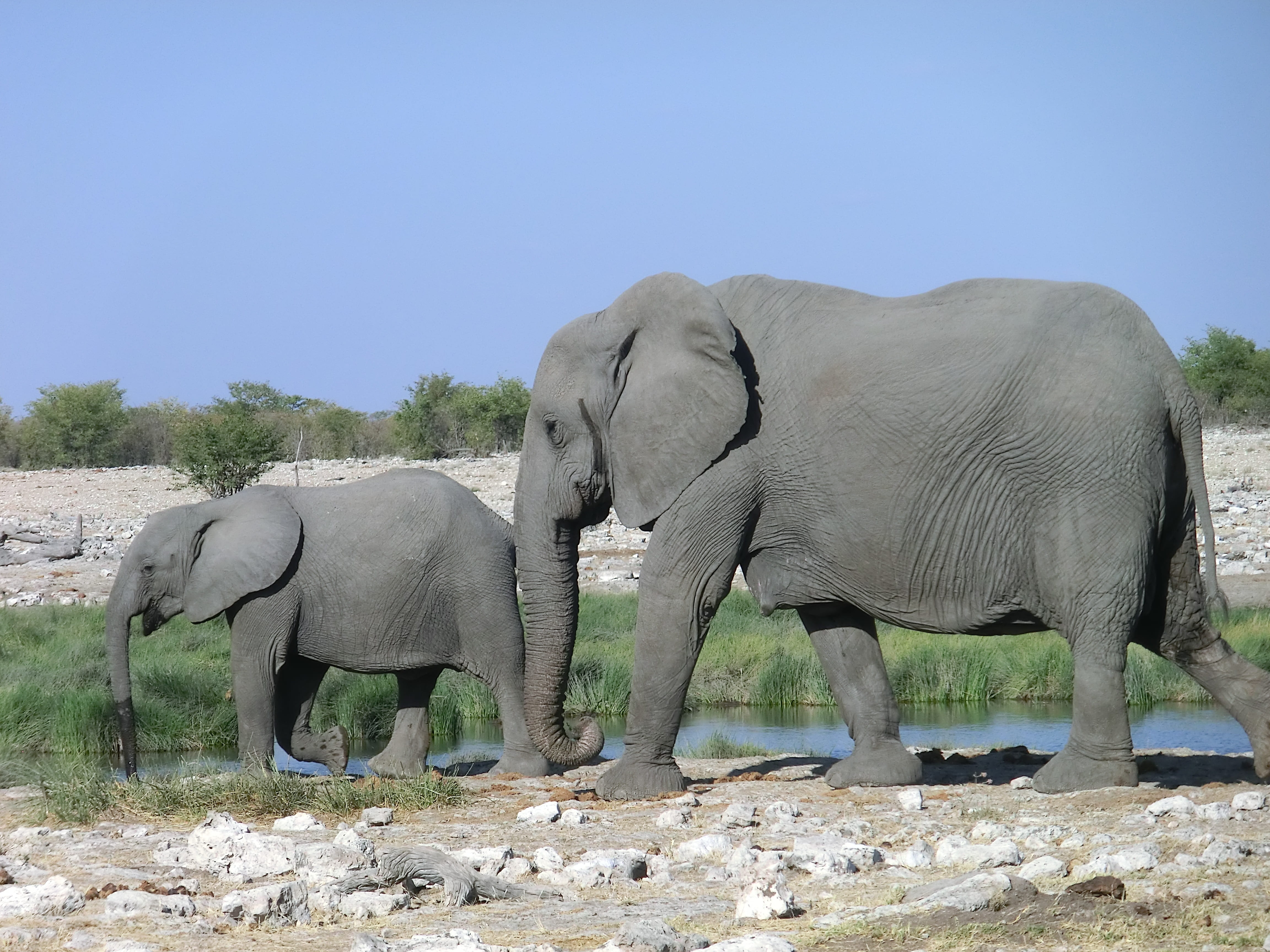 animals in the wild, baby elephant, plant, landscape, african elephant, group of animals, side view, namibia, walking, animal themes, animal family, vertebrate, HD Wallpaper