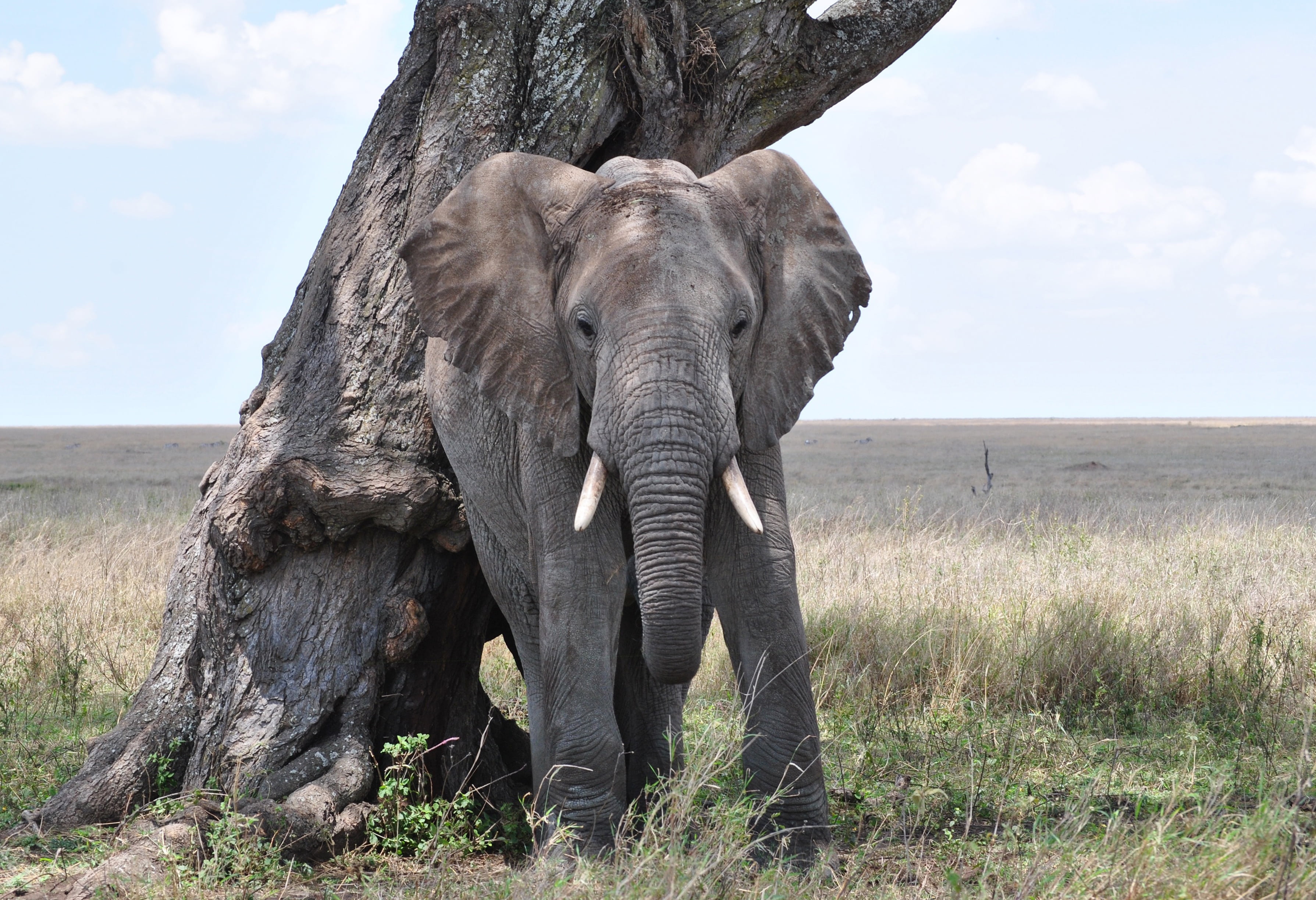 outdoors, one animal, no people, serengeti, elephant, african bush elephant, gray, mammal, animal themes, land, nature, africa, herbivorous, safari, tusk, HD Wallpaper