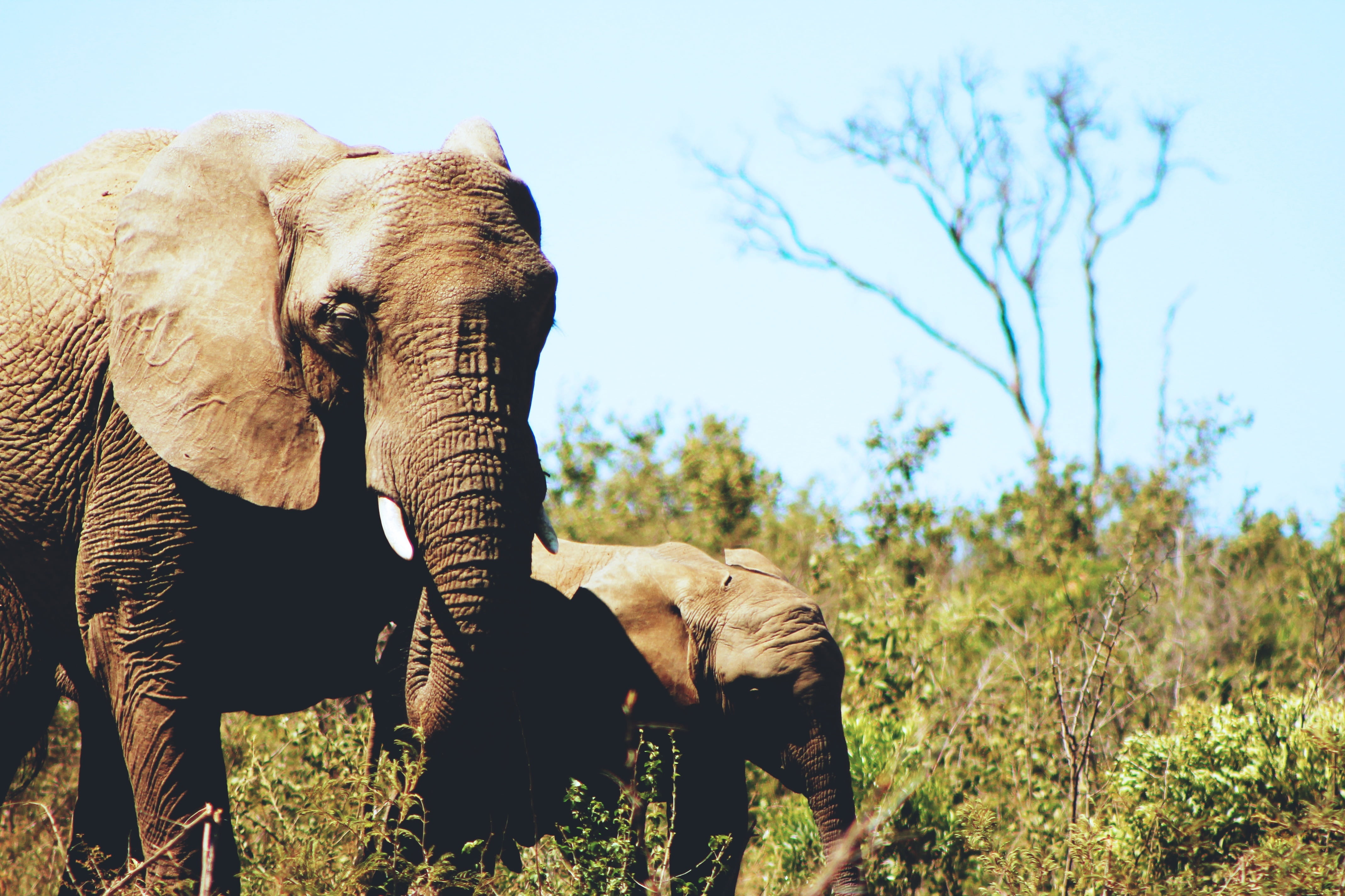 sky, vertebrate, wilderness Area, elephant, wildlife Reserve, land, field, safari Animals, herbivorous, 4K, savannah, strength, no people, uncultivated, HD Wallpaper