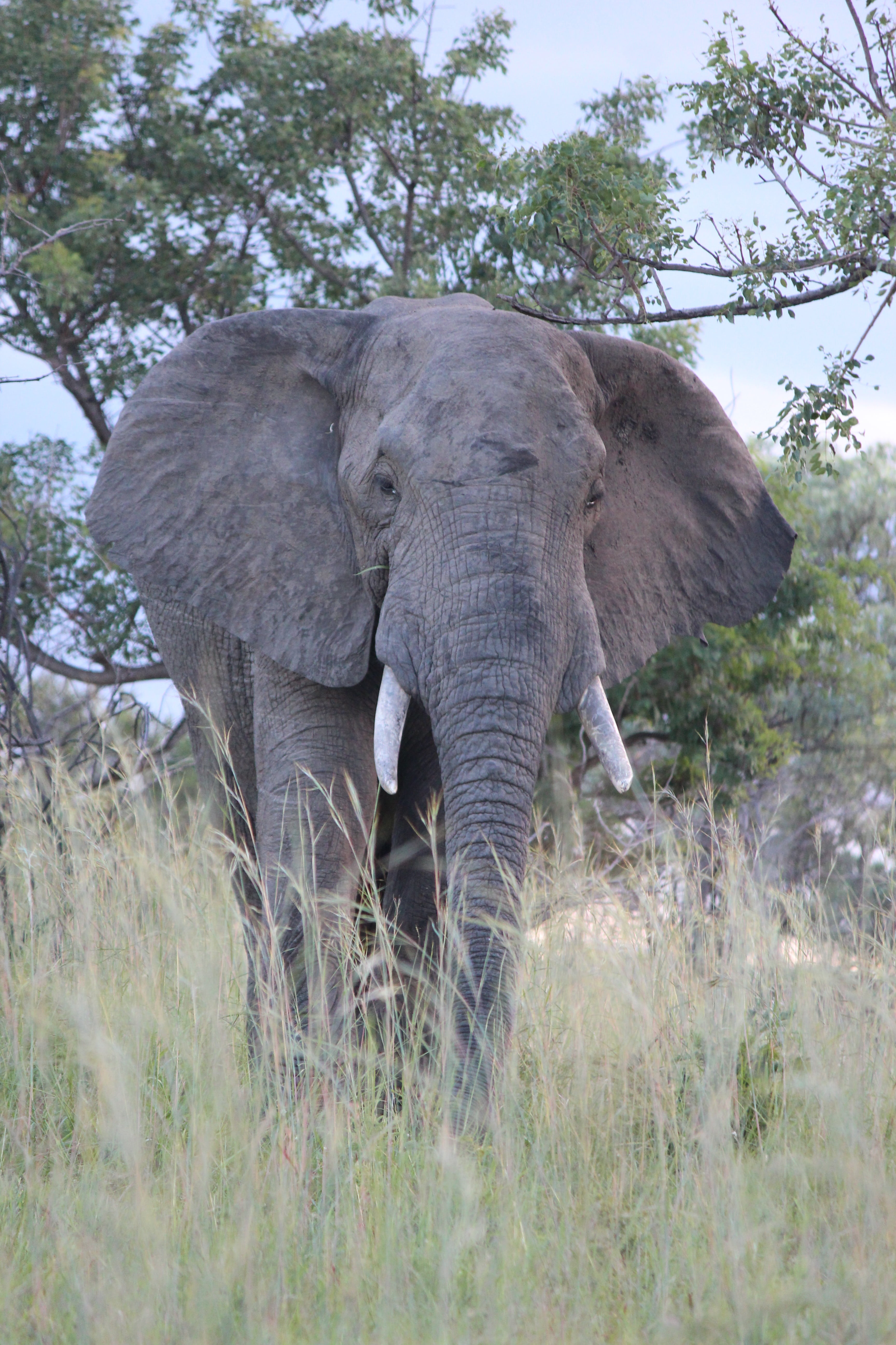 national Park, nature, wilderness, ears, african Elephant, dangerous, creature, animal body part, tusk, animal wildlife, safari, land, strong, animal themes, Phone HD Wallpaper