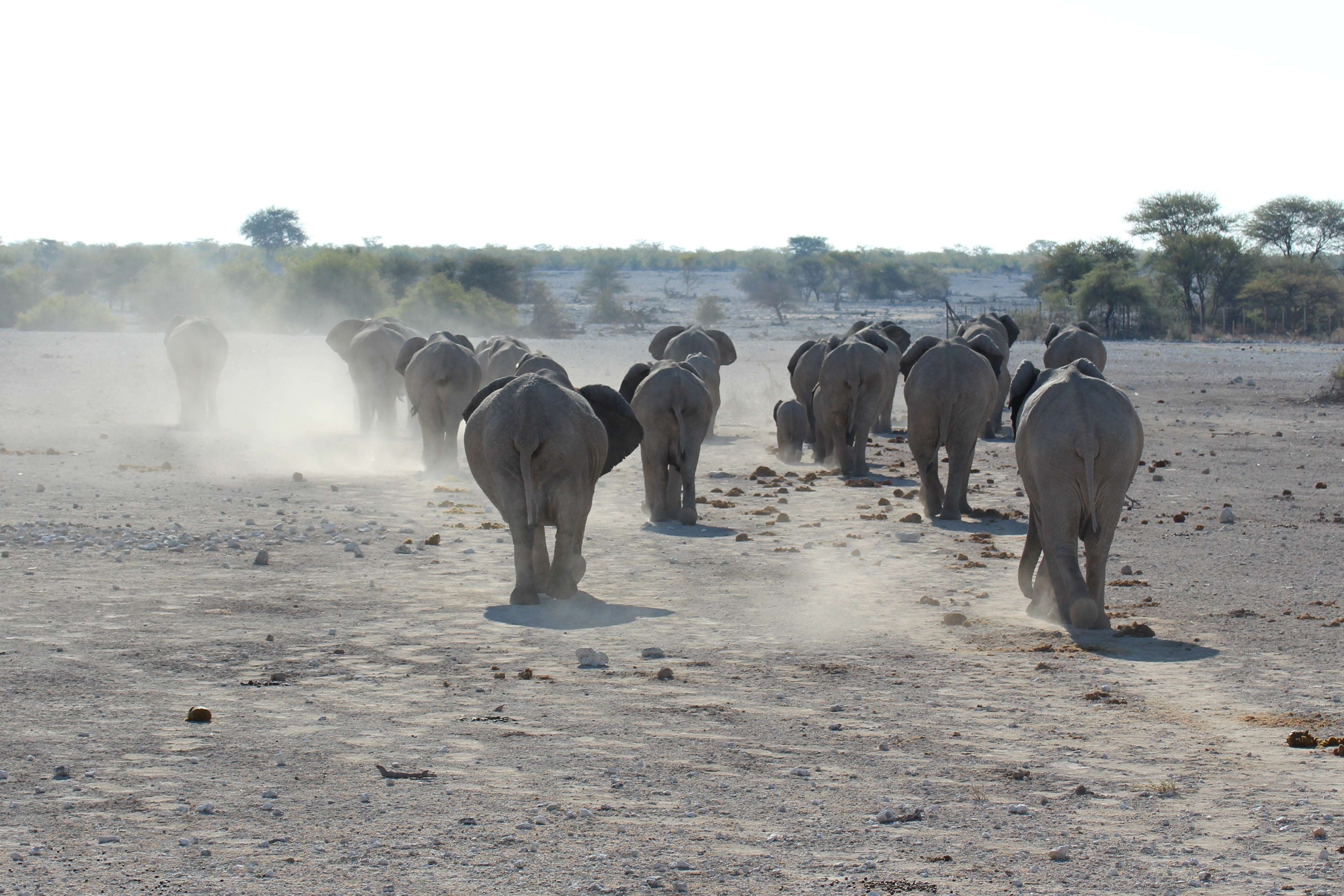 4K, domestic, wilderness, pets, large group of animals, dust, africa, wildebeest, livestock, vertebrate, outdoors, elephants, herbivorous, safari, day, HD Wallpaper