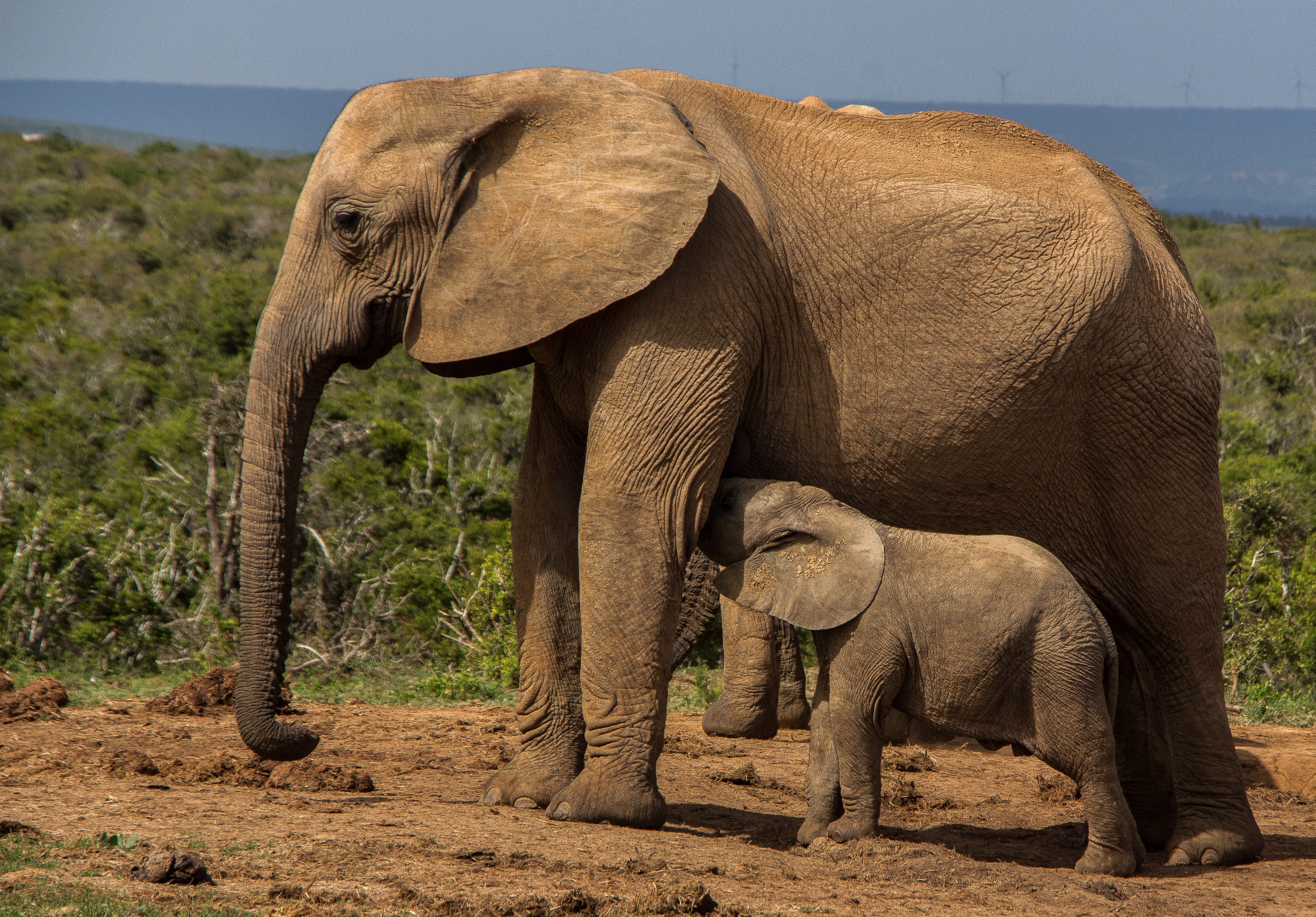 vertebrate, safari, park, animal body part, animal themes, walking, animal, pachyderm, elephant, side view, animal wildlife, herbivorous, animals in the wild, HD Wallpaper