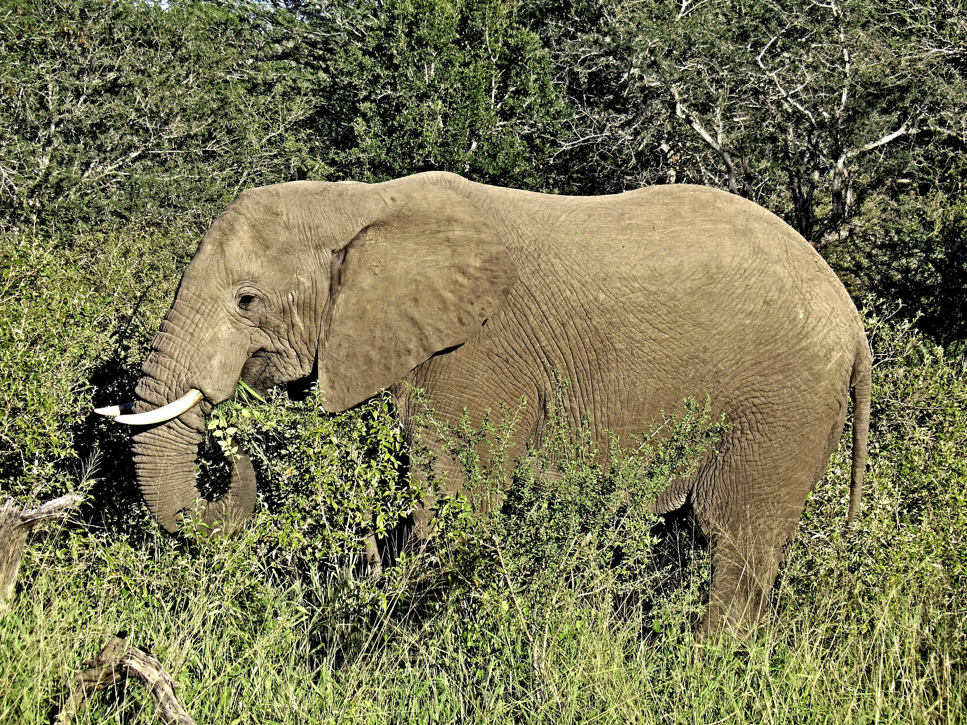 field, vertebrate, force, grey, animal portrait, national park, leaf, bush, dangerous, ivory, mammal, pachyderm, animal world, day, animal themes, no people, HD Wallpaper
